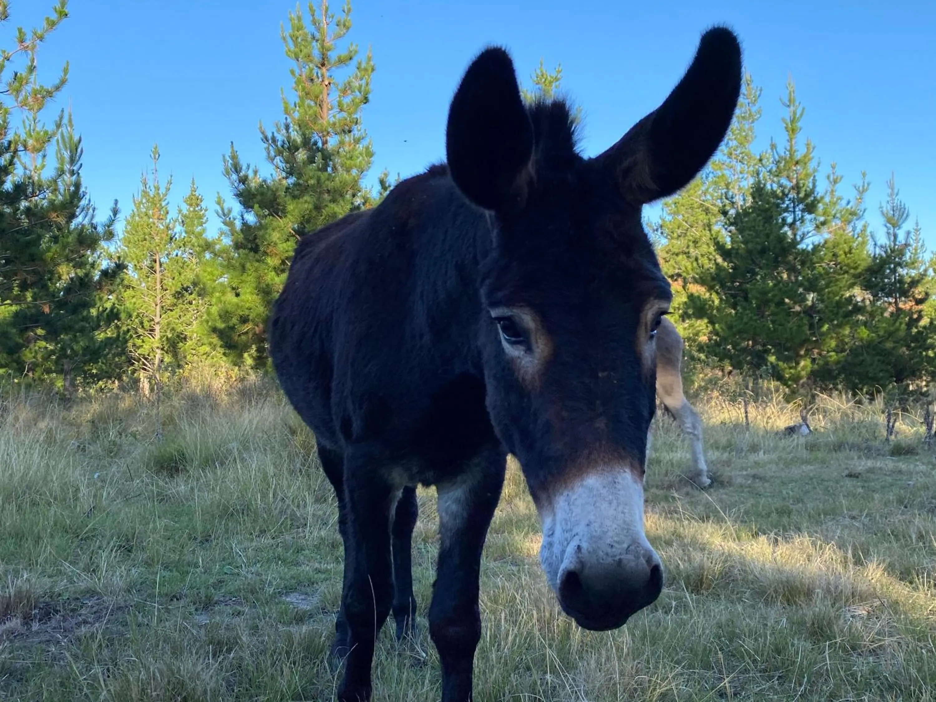 Animals in Bella Manga Country Escape