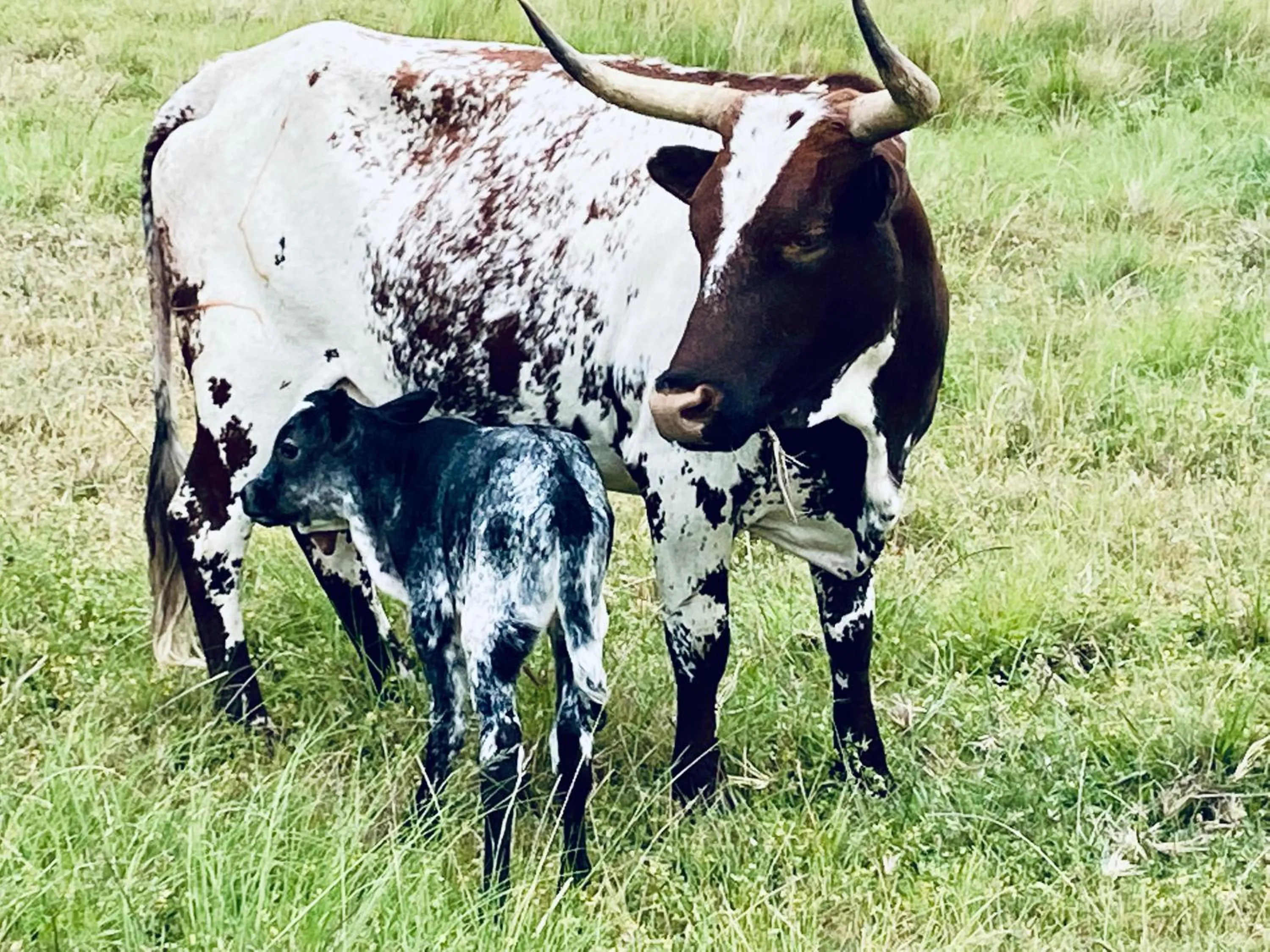 Animals in Bella Manga Country Escape