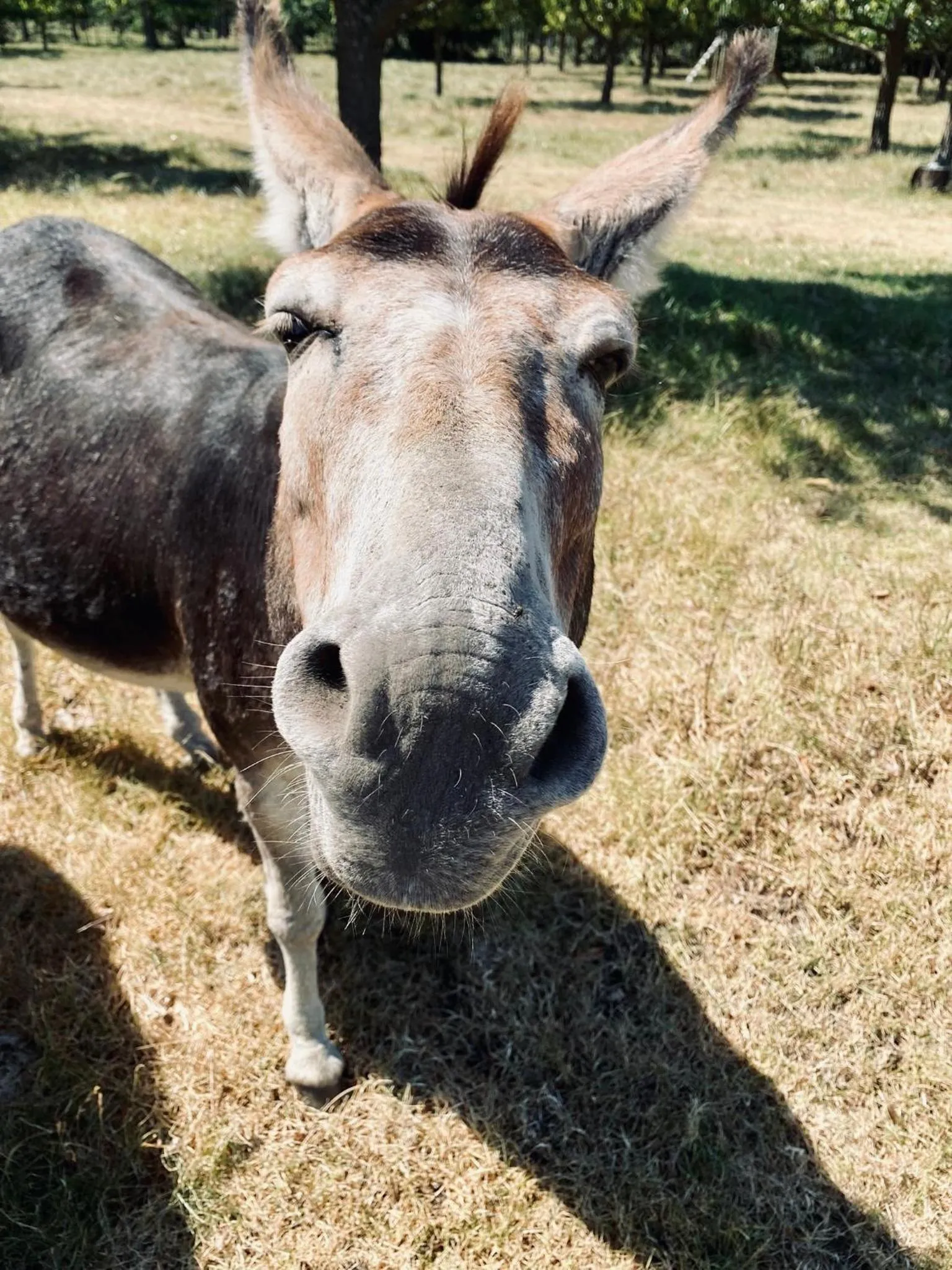 Animals in Bella Manga Country Escape