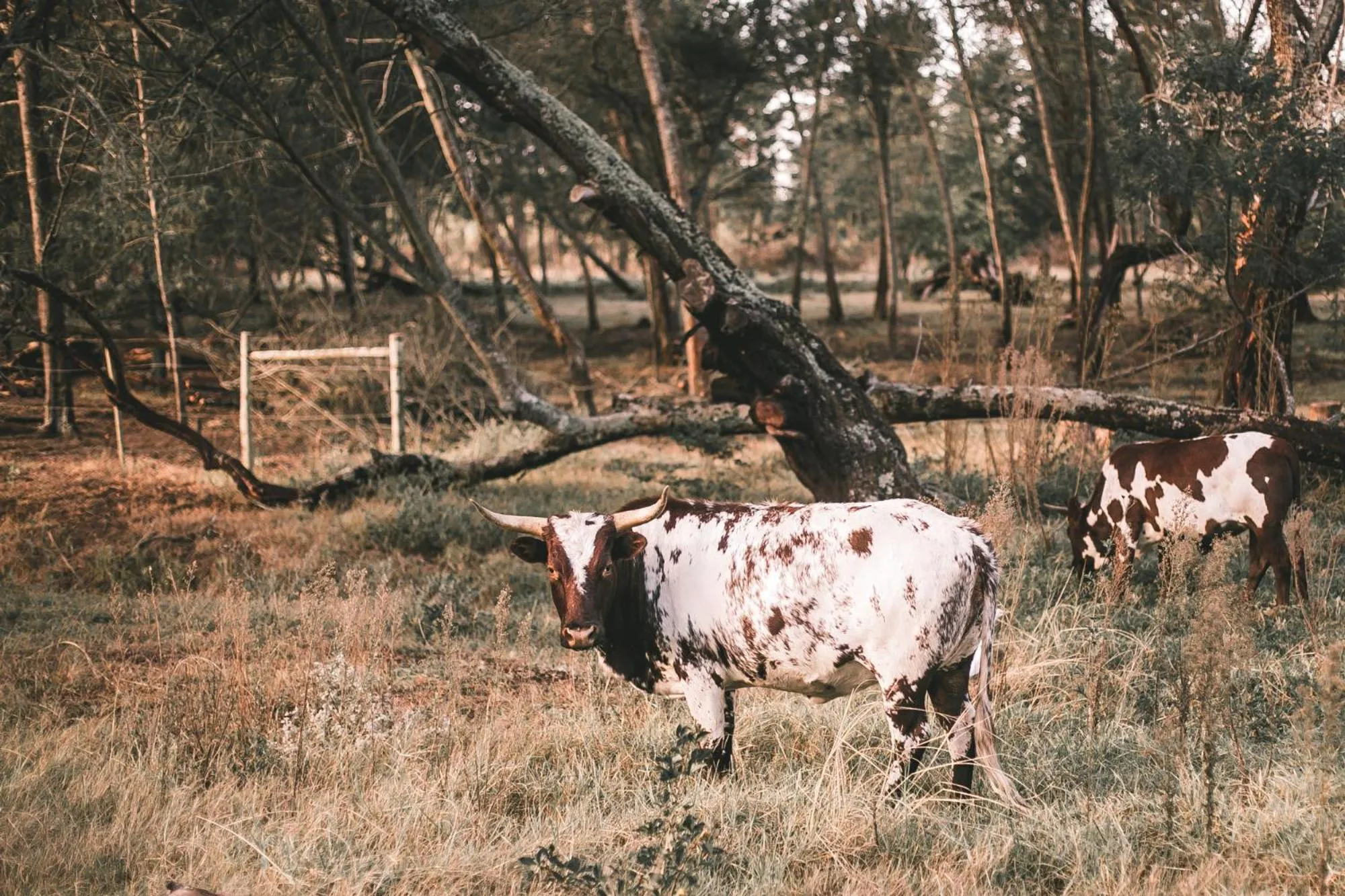 Animals in Bella Manga Country Escape