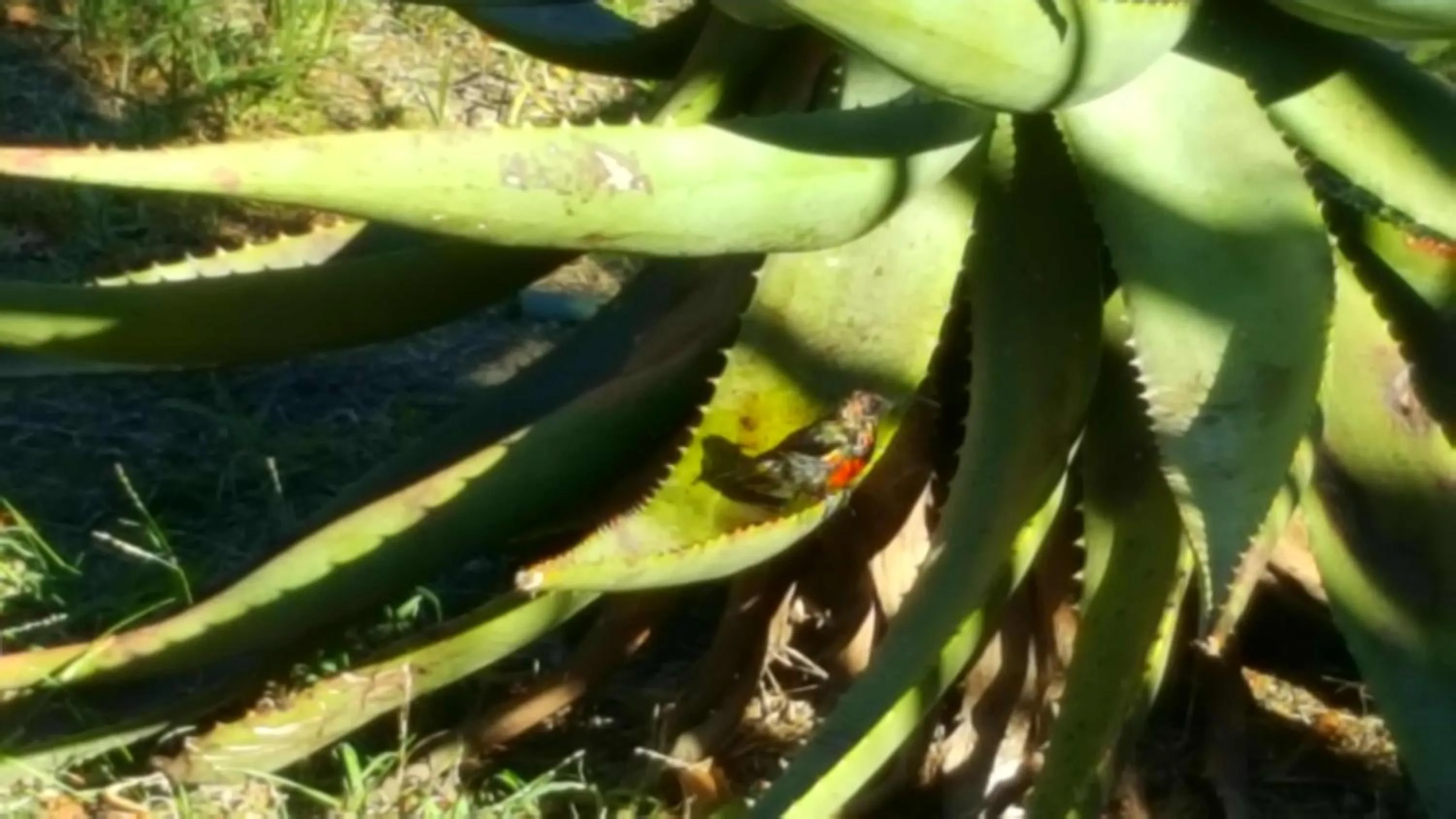 Animals in Bella Manga Country Escape