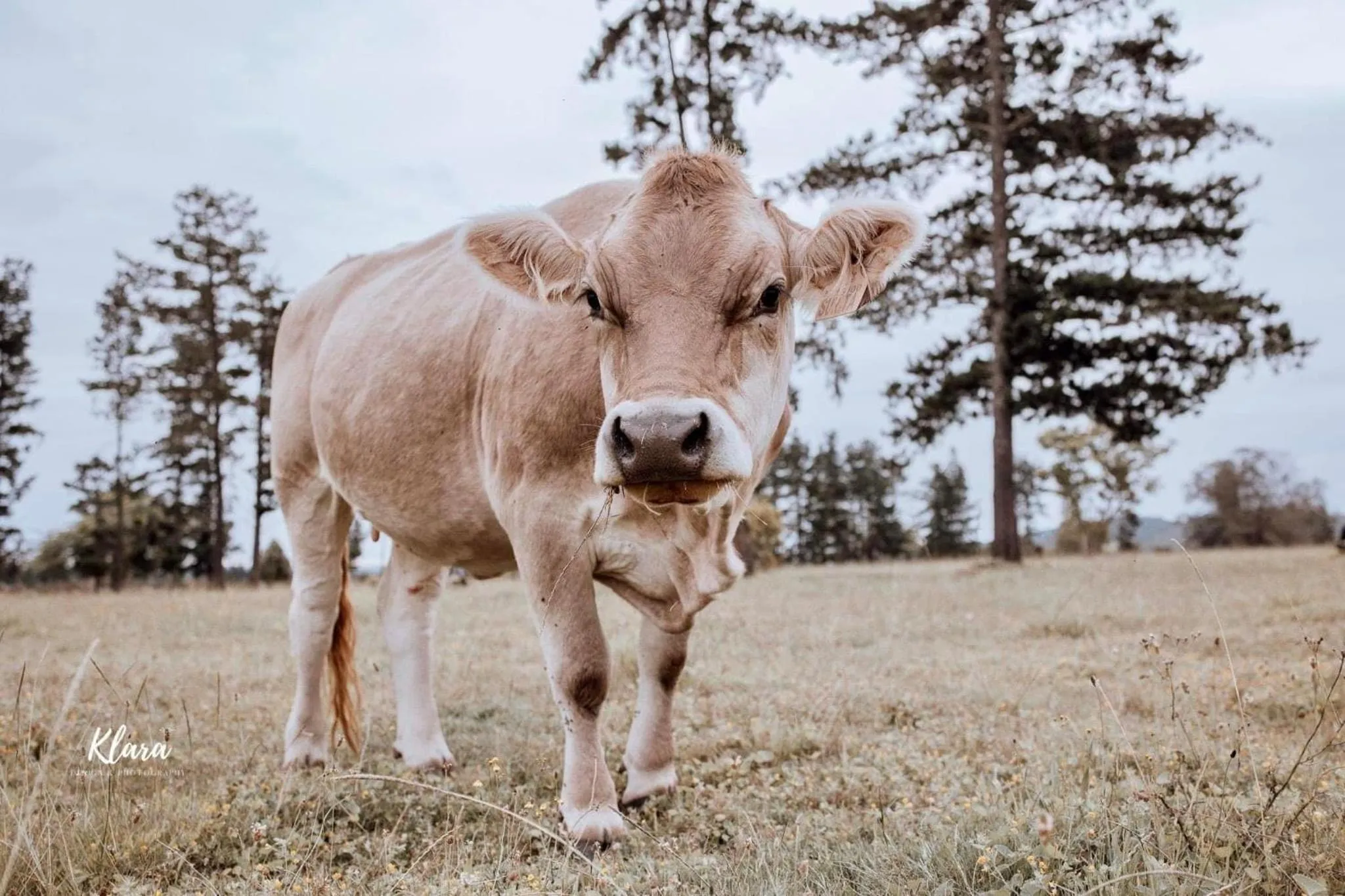 Animals in Bella Manga Country Escape