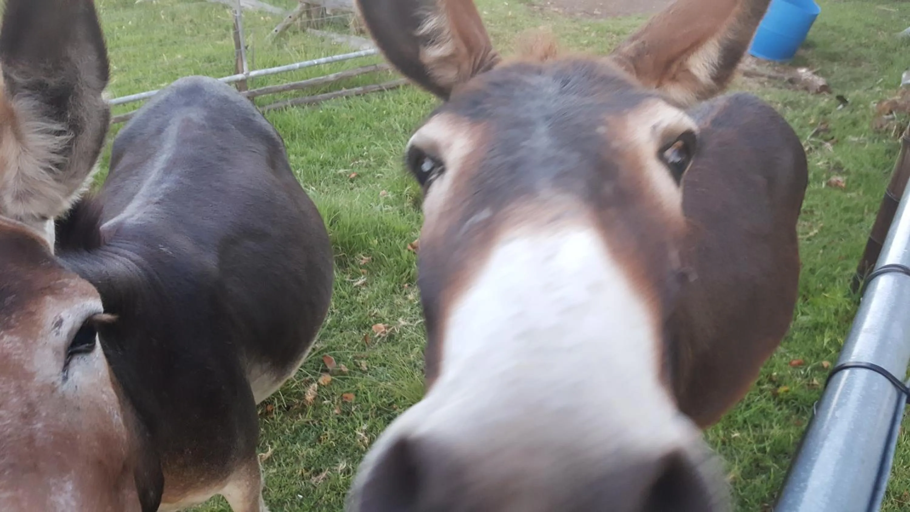 Animals in Bella Manga Country Escape