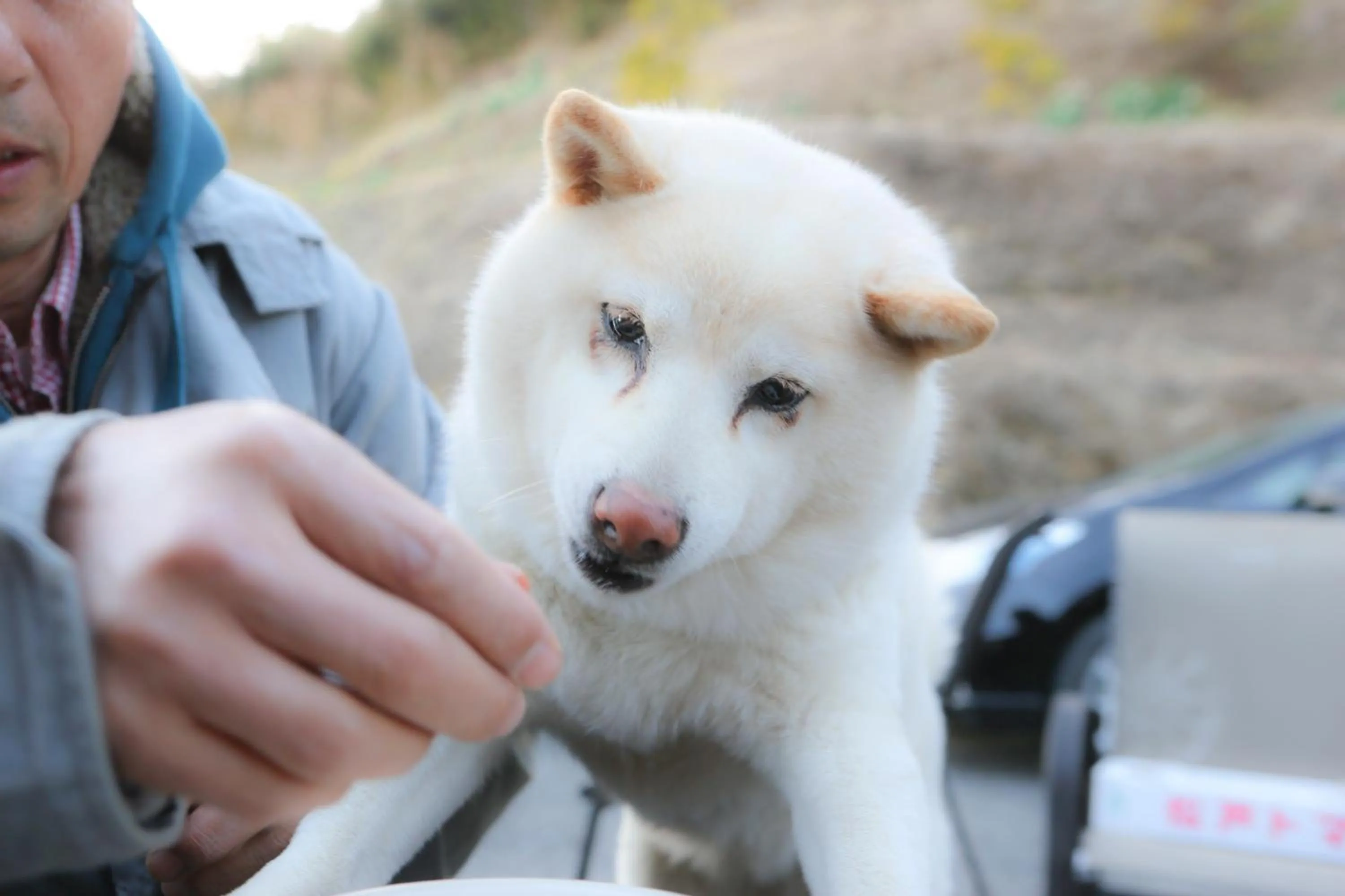 Pets in Farm Inn Minamiboso