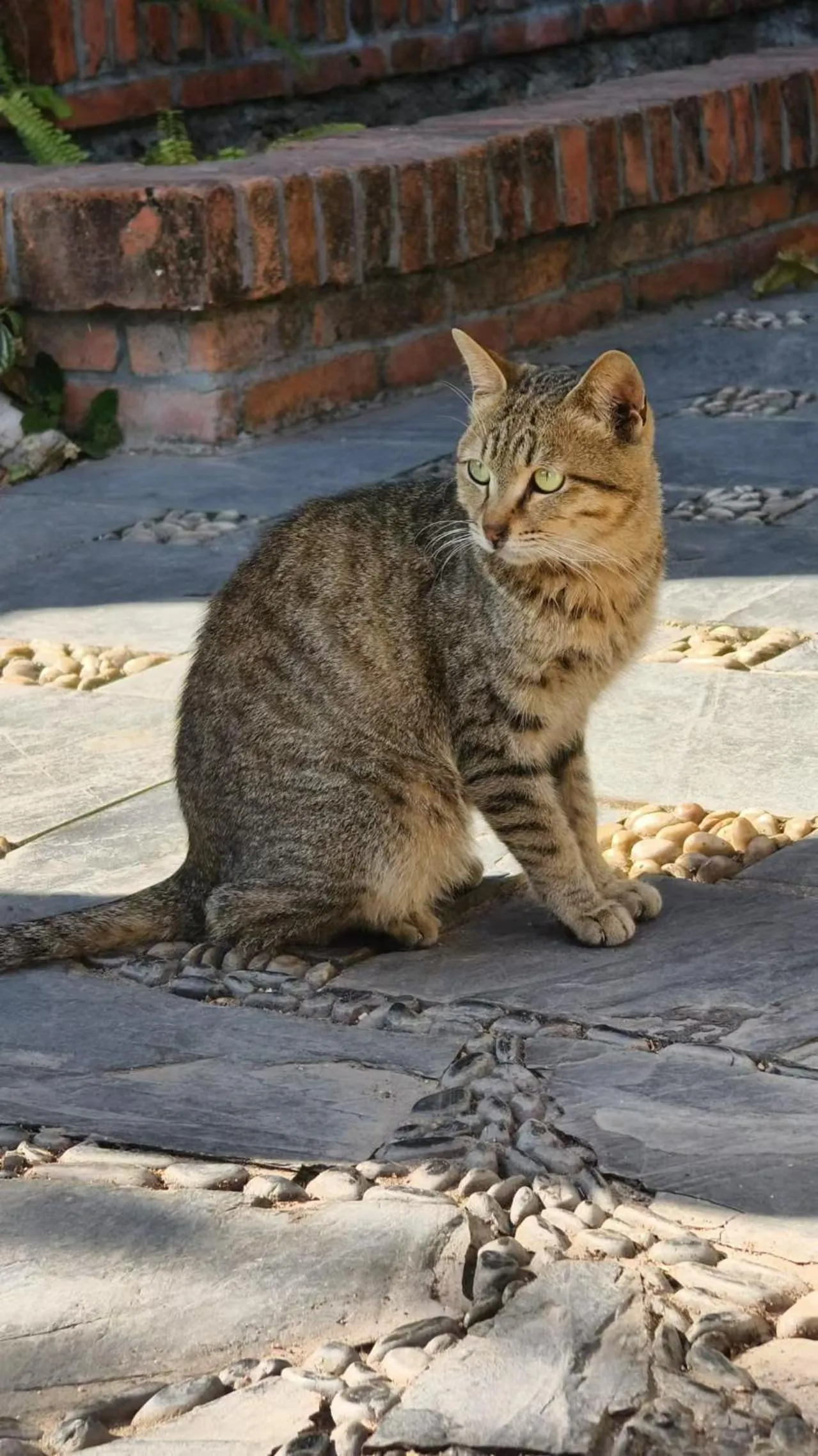 Pets in Xiamen Gulangyu Heitan Hotel