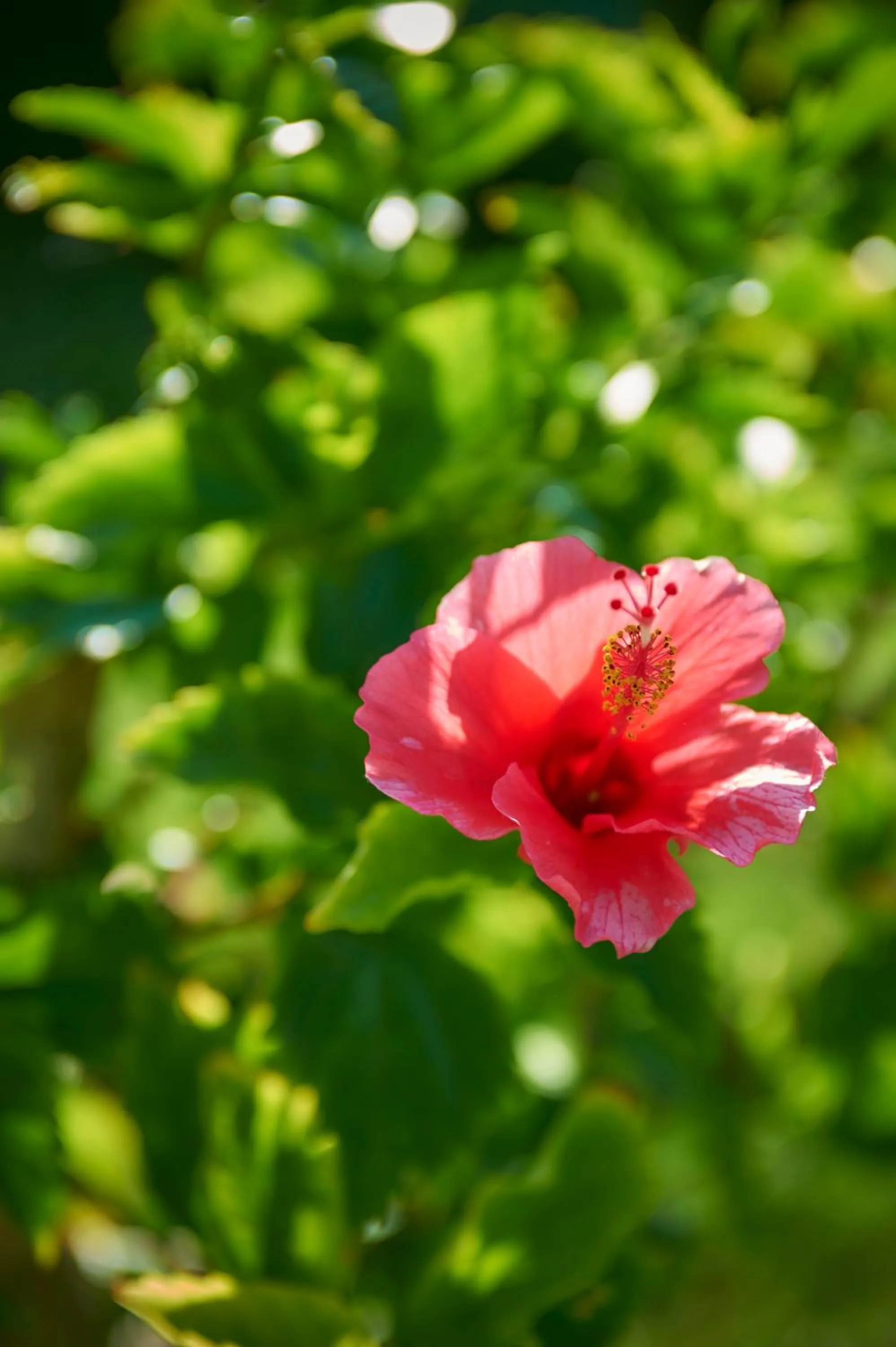 Spring in Hotel The Scene