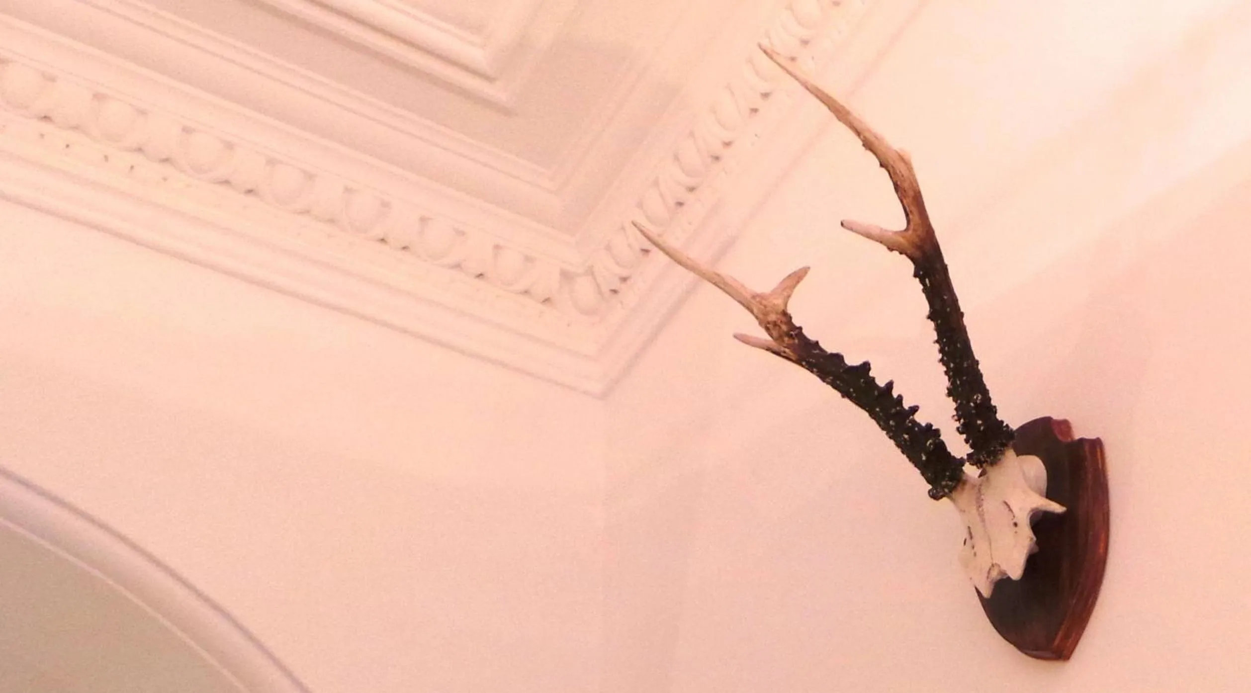 Other in Antler Guest House