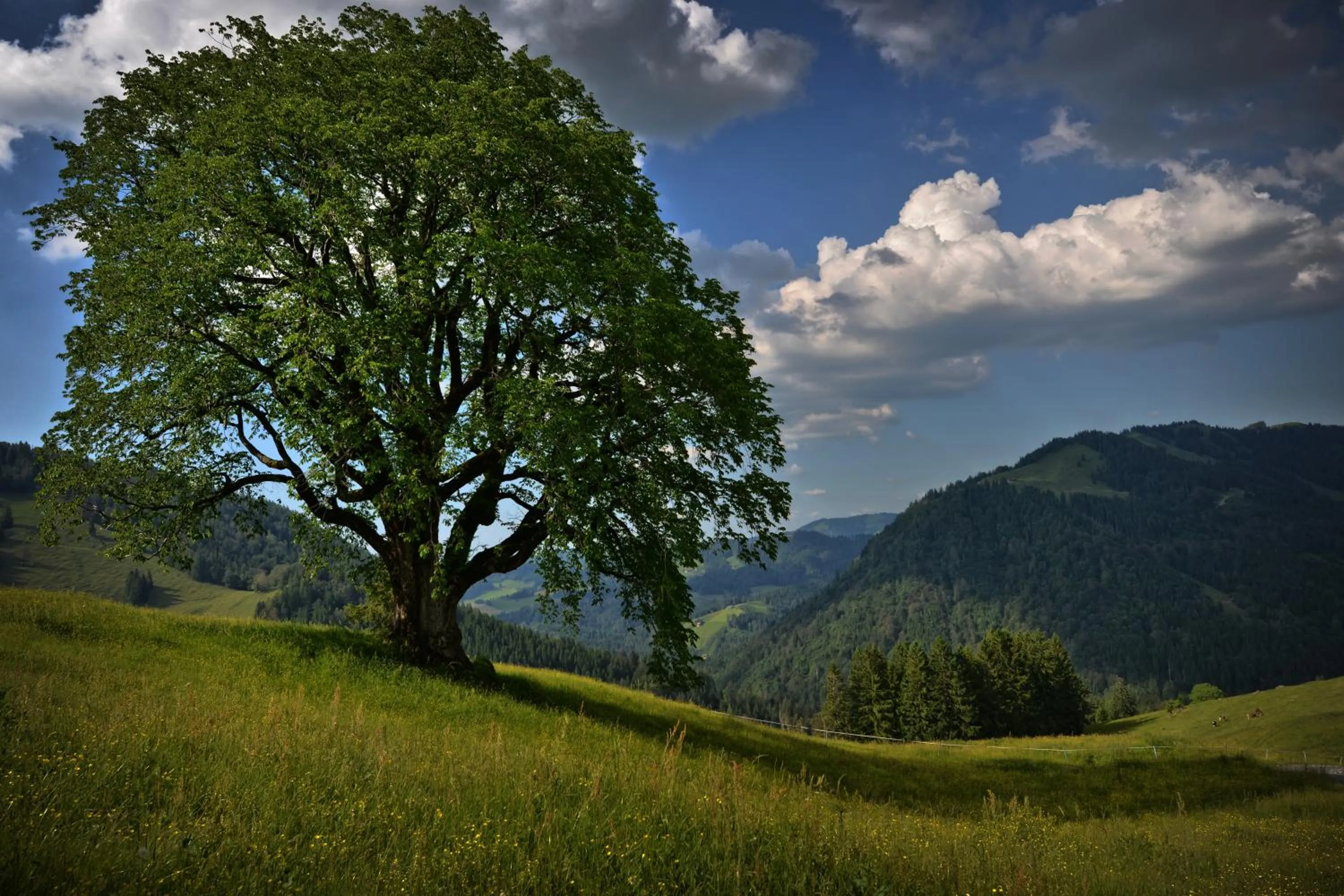 Natural landscape in Berghüs Schratt - EINFACH ANDERS - Ihr vegetarisches und veganes Biohotel