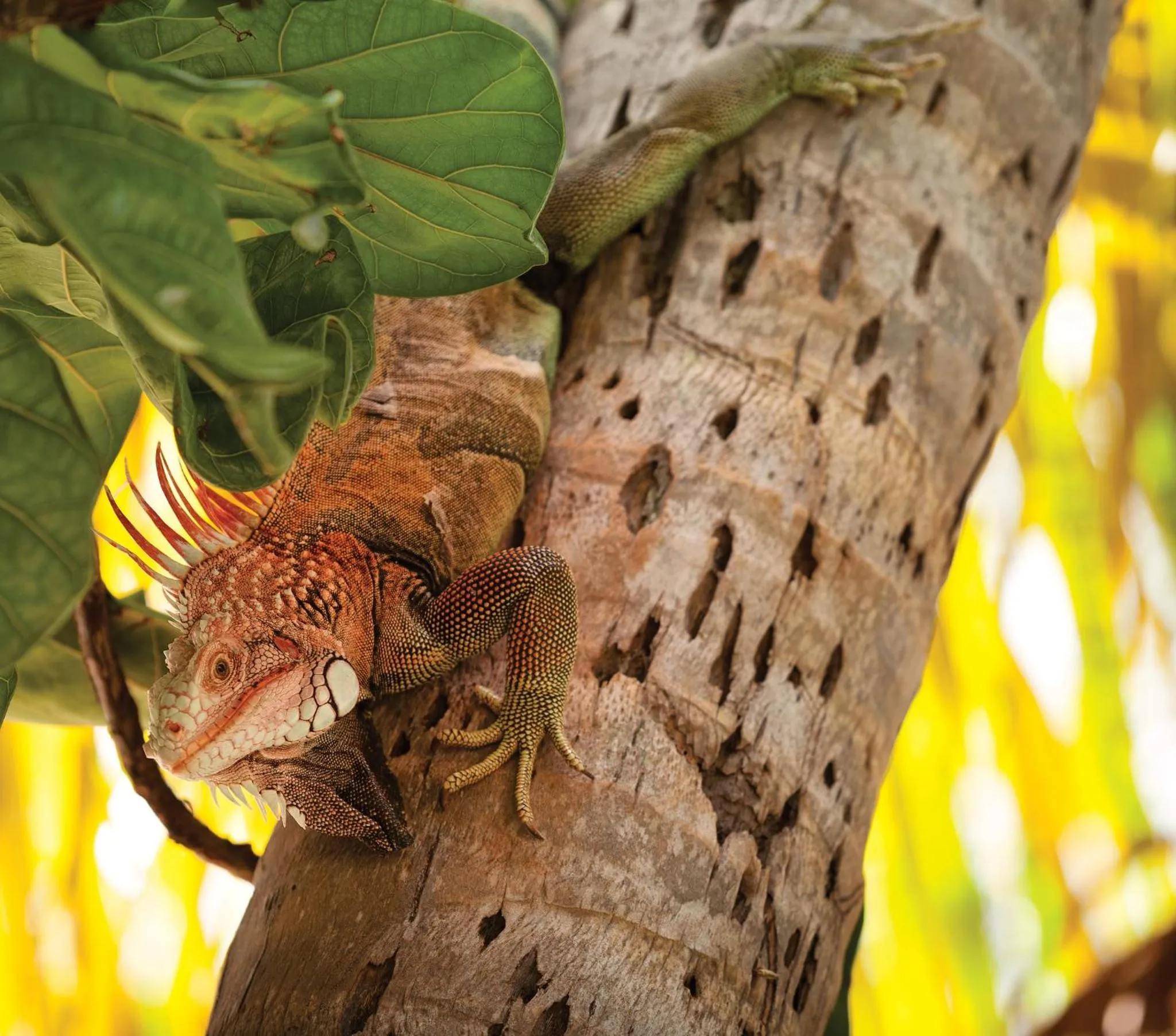 Other in Limetree Beach Resort by Club Wyndham