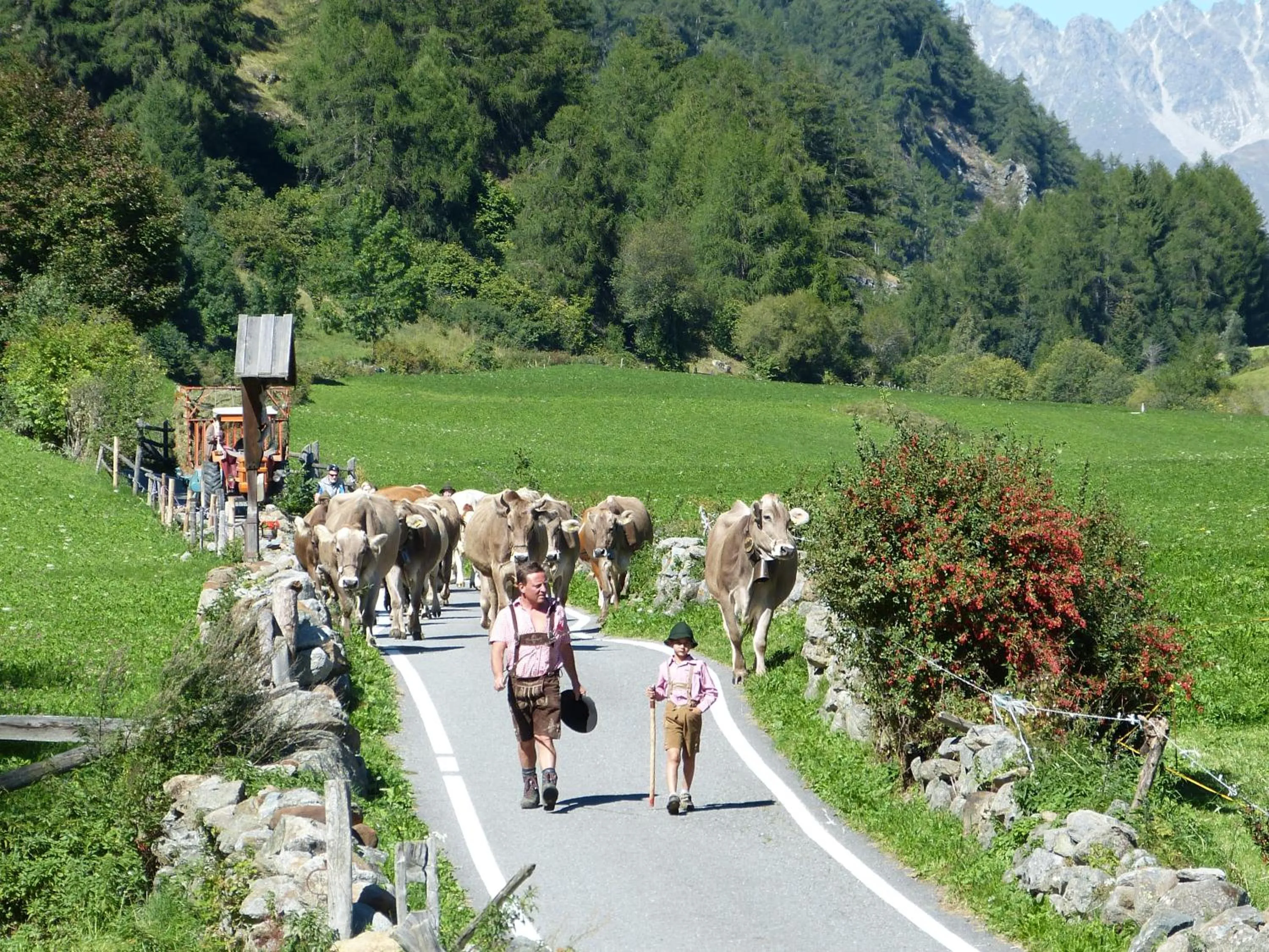 Animals in Pension Florian