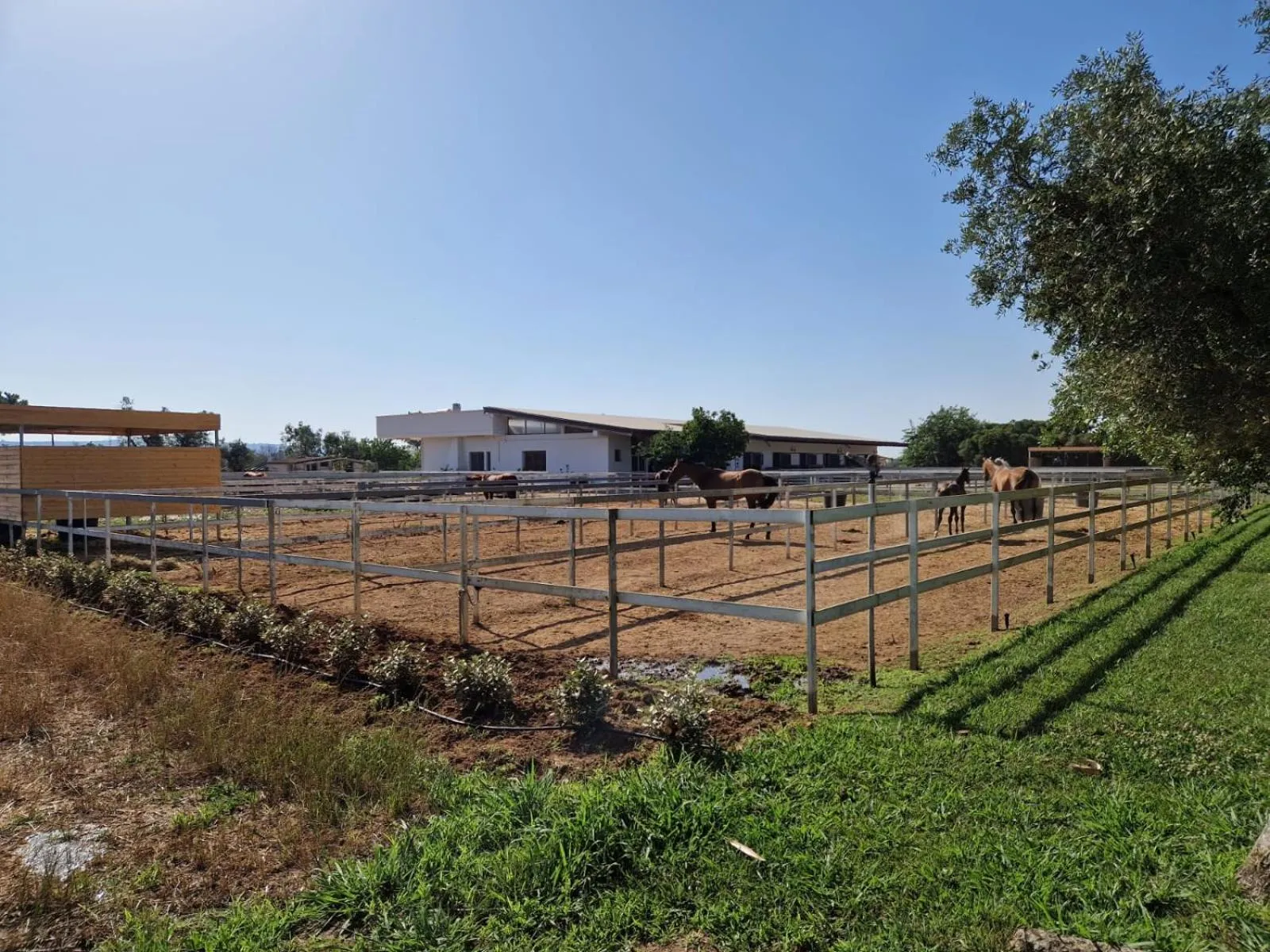 Animals in AmareGold Tenuta La Baronessa Resort