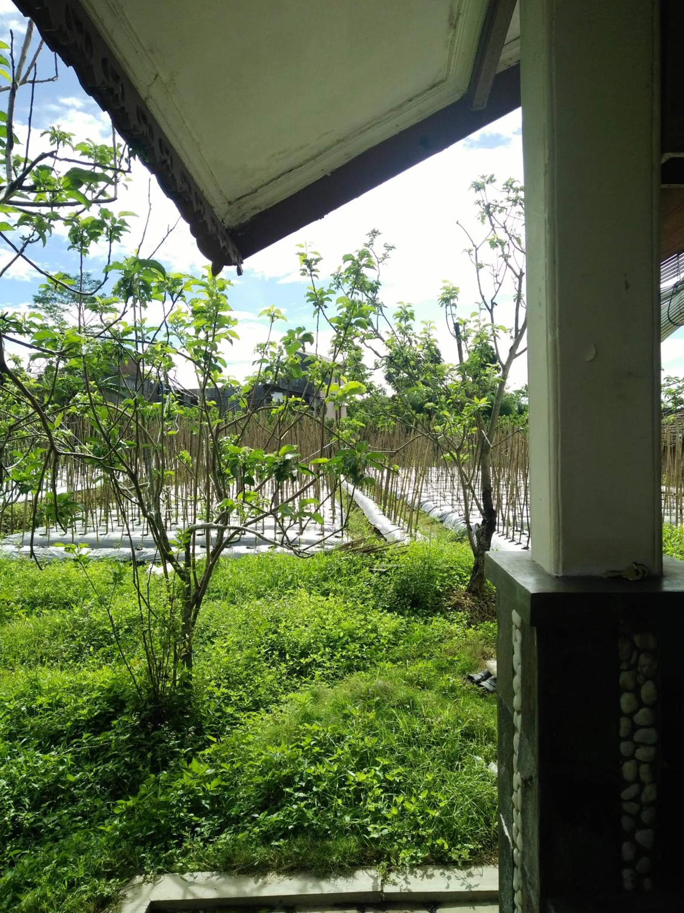 Neighbourhood in Shanty's House