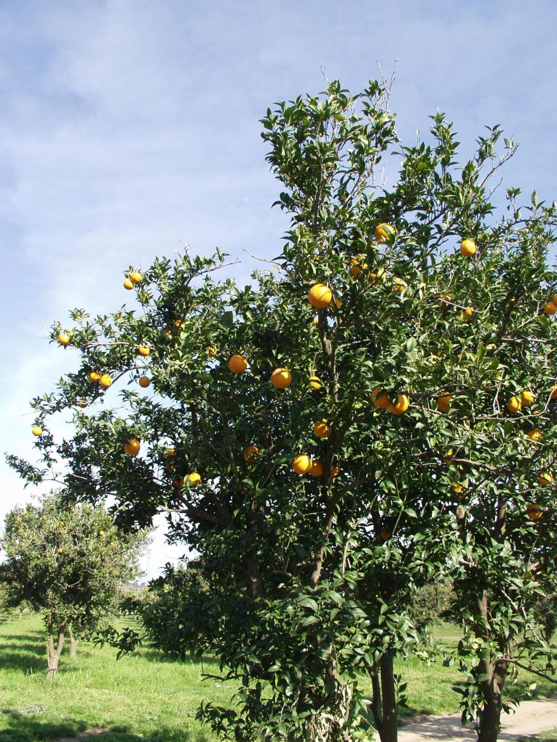Garden view in Golf Club Metaponto