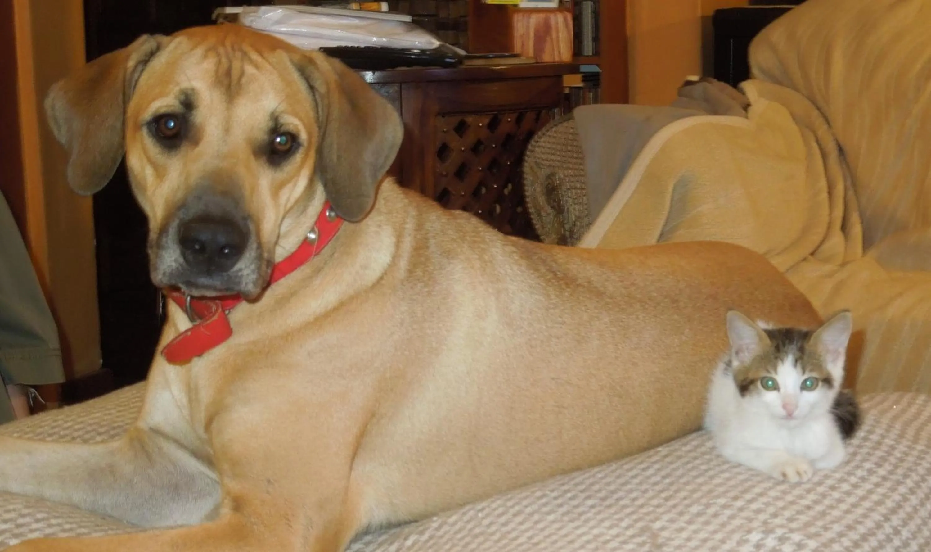 Pets in Trees Too Guest Lodge