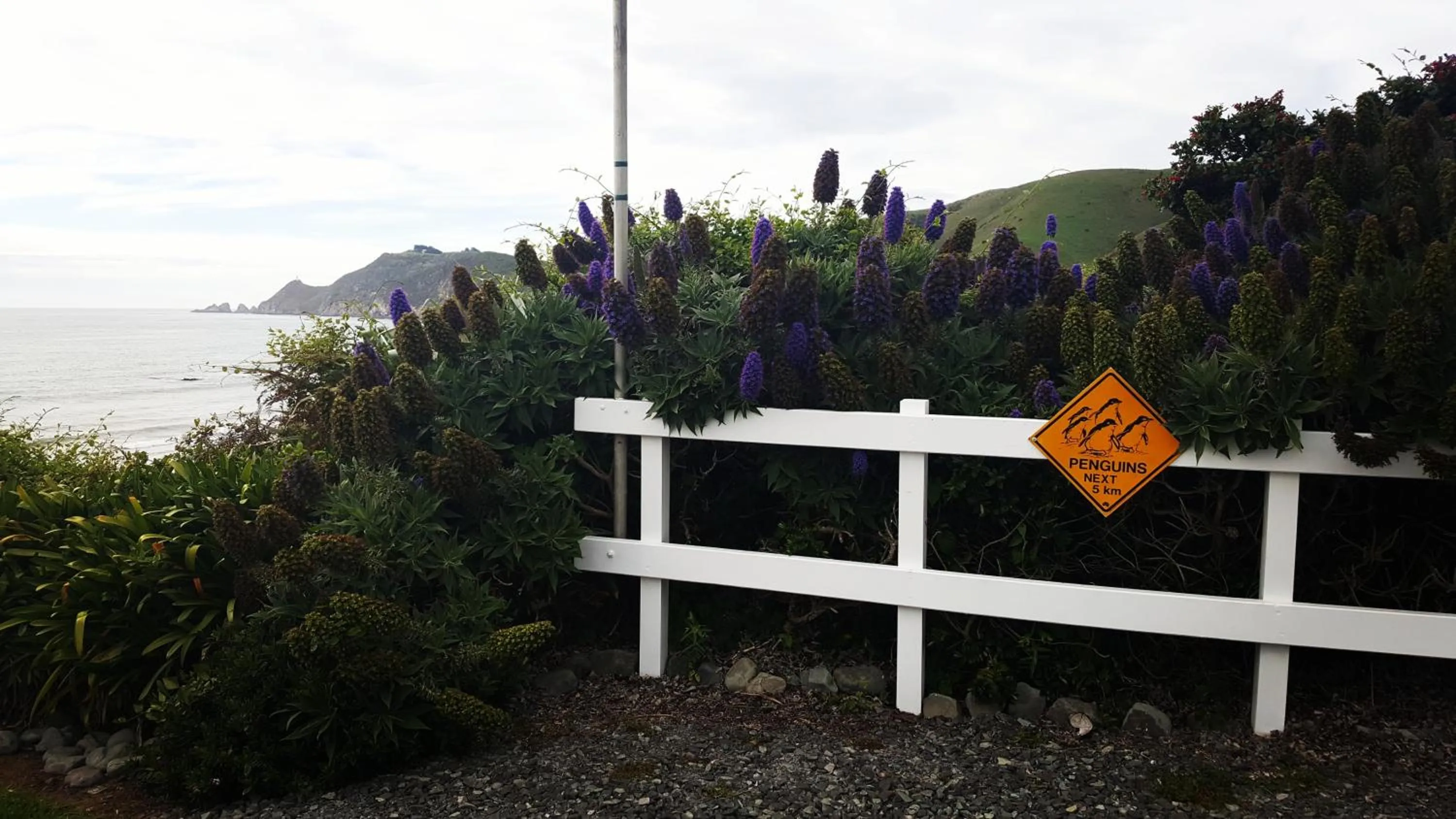 Nearby landmark in Kaka Point Spa Accommodation - Catlins