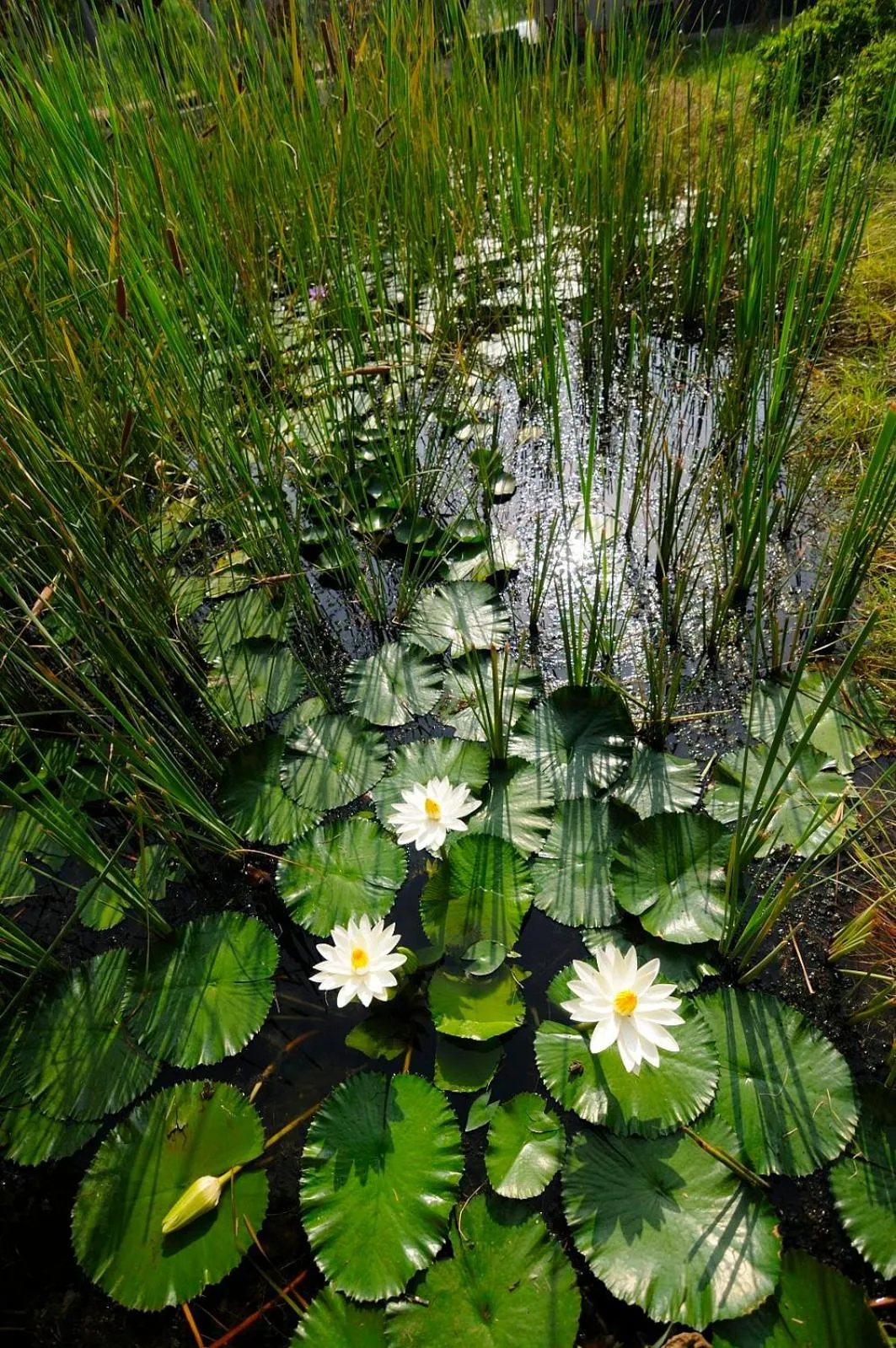 Decorative detail in Trees N Tigers Luxury Wildlife Lodge