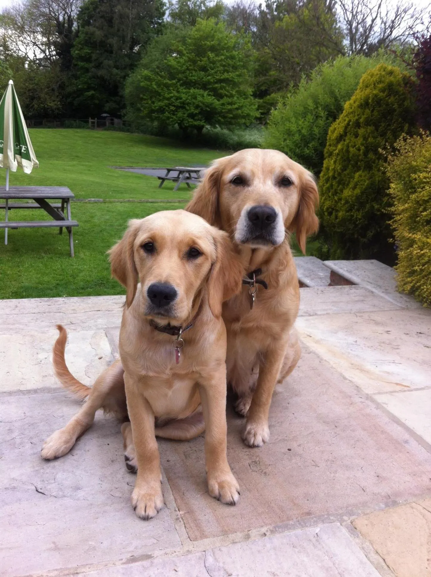 Pets in Old Oak Tree
