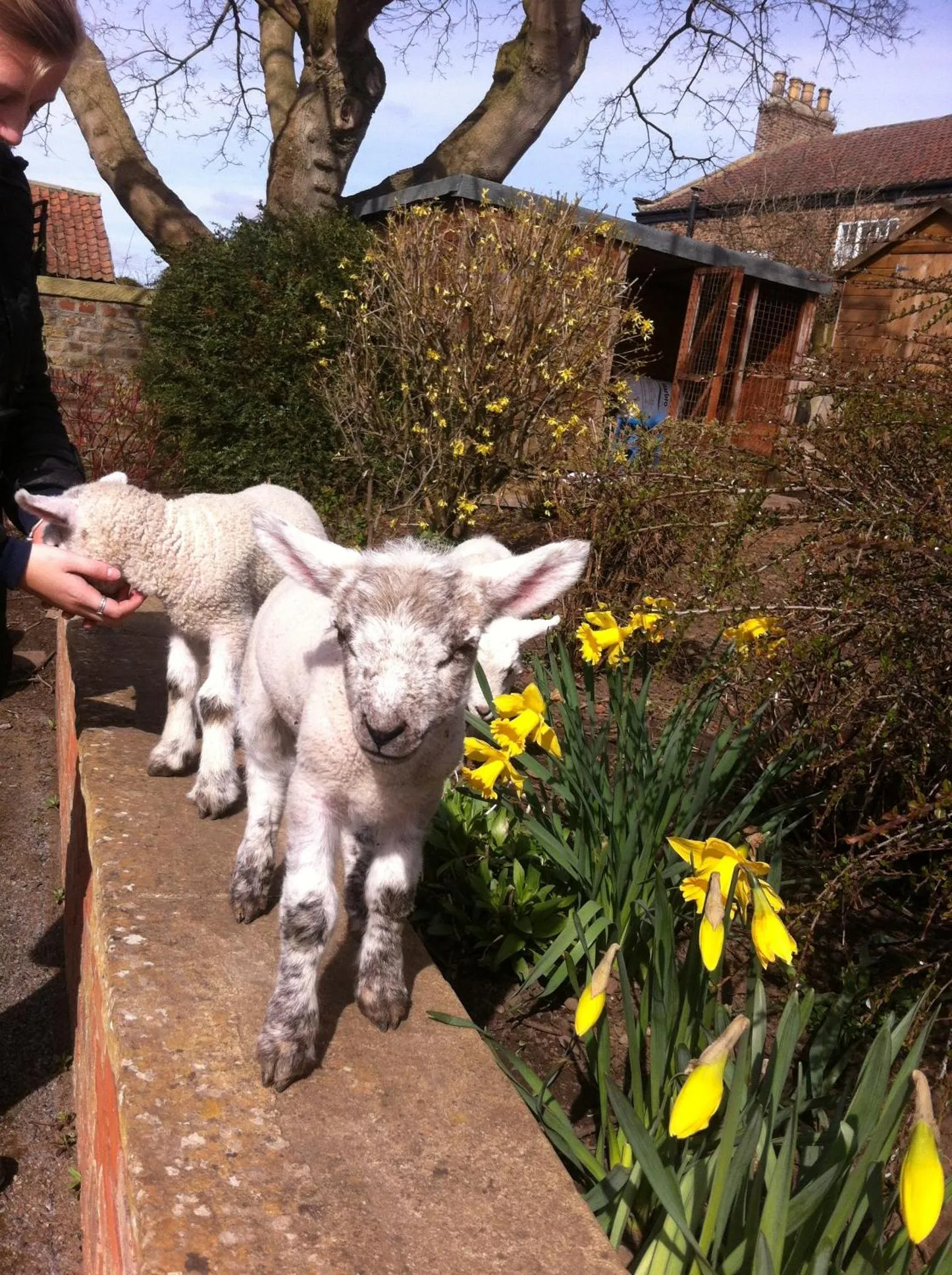 Animals in Old Oak Tree