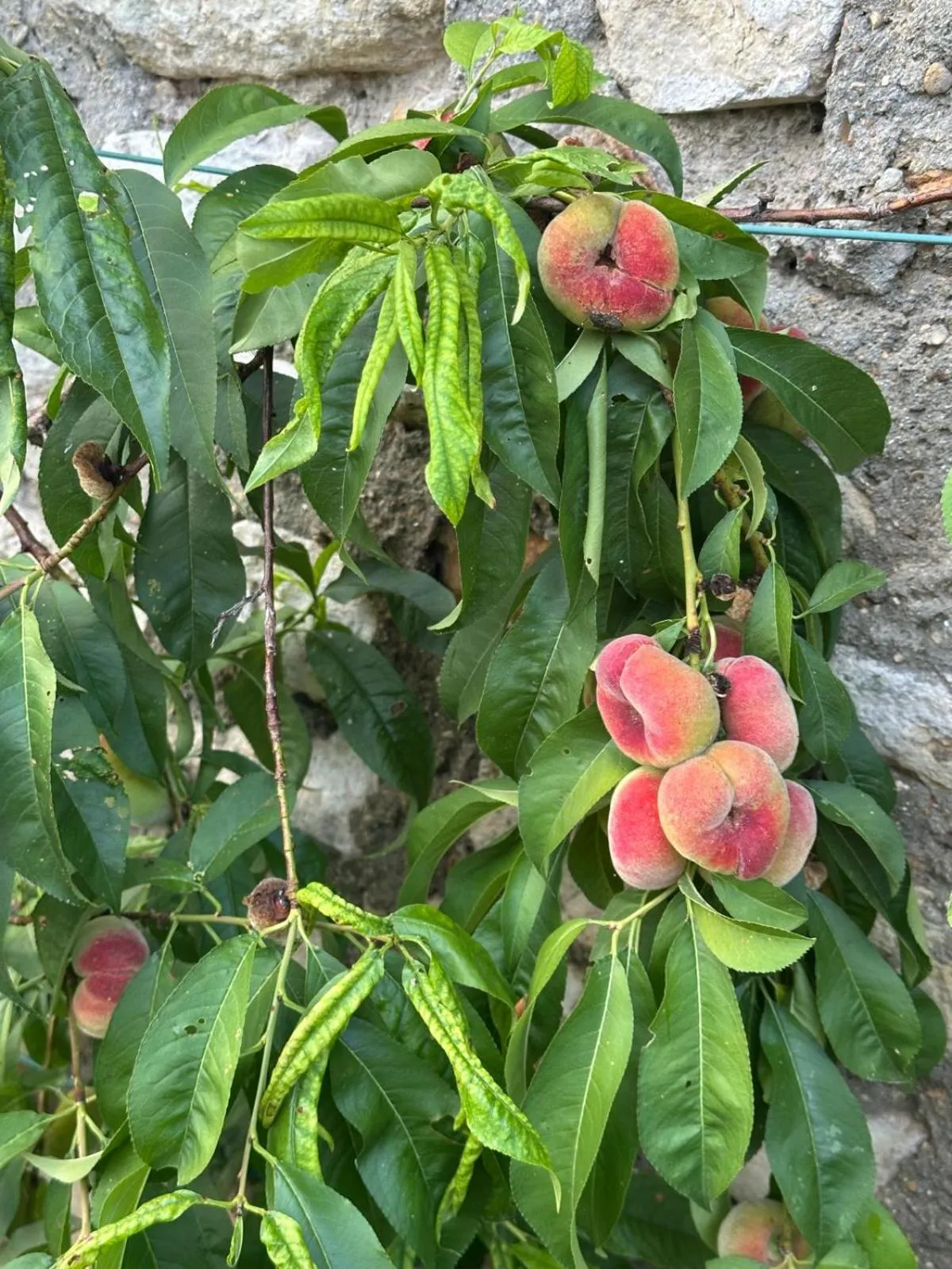 Garden in Château De La Bûcherie