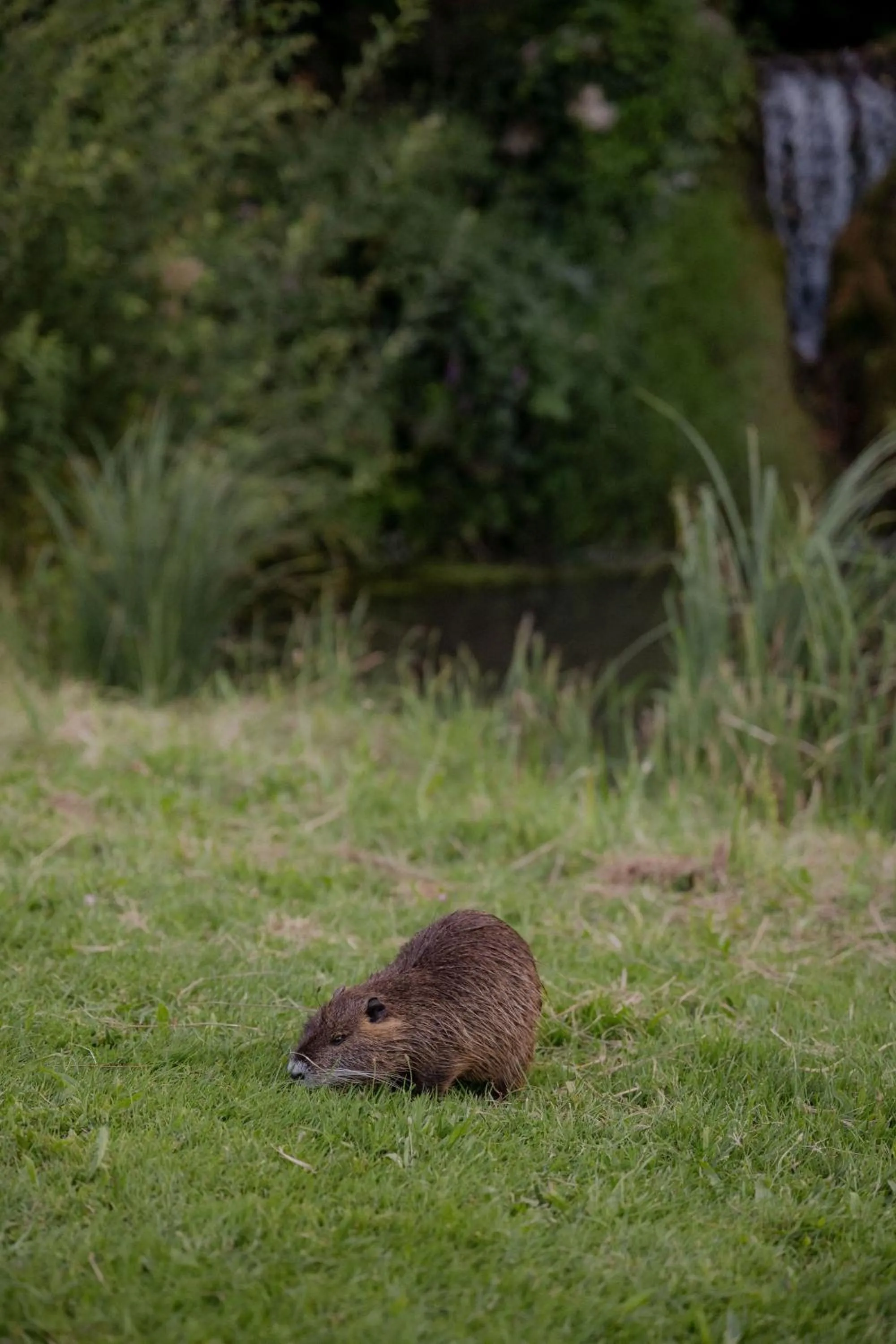 Natural landscape in Château De La Bûcherie