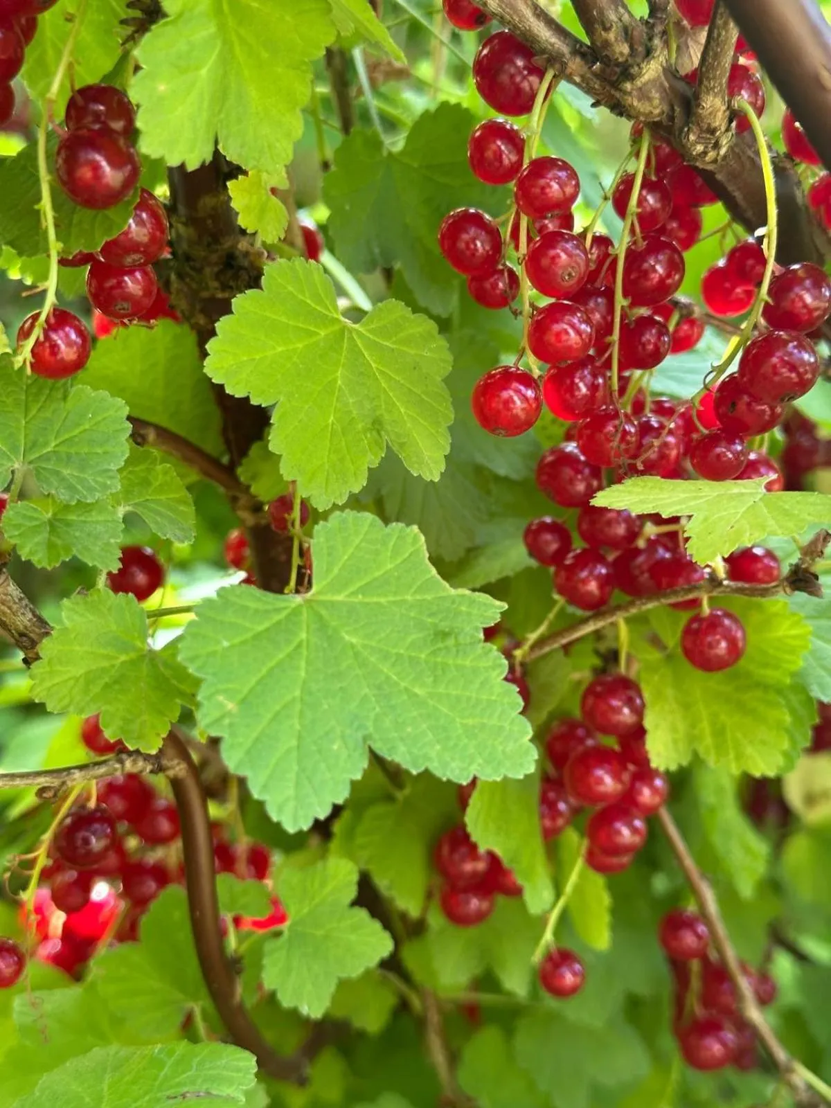 Garden in Château De La Bûcherie