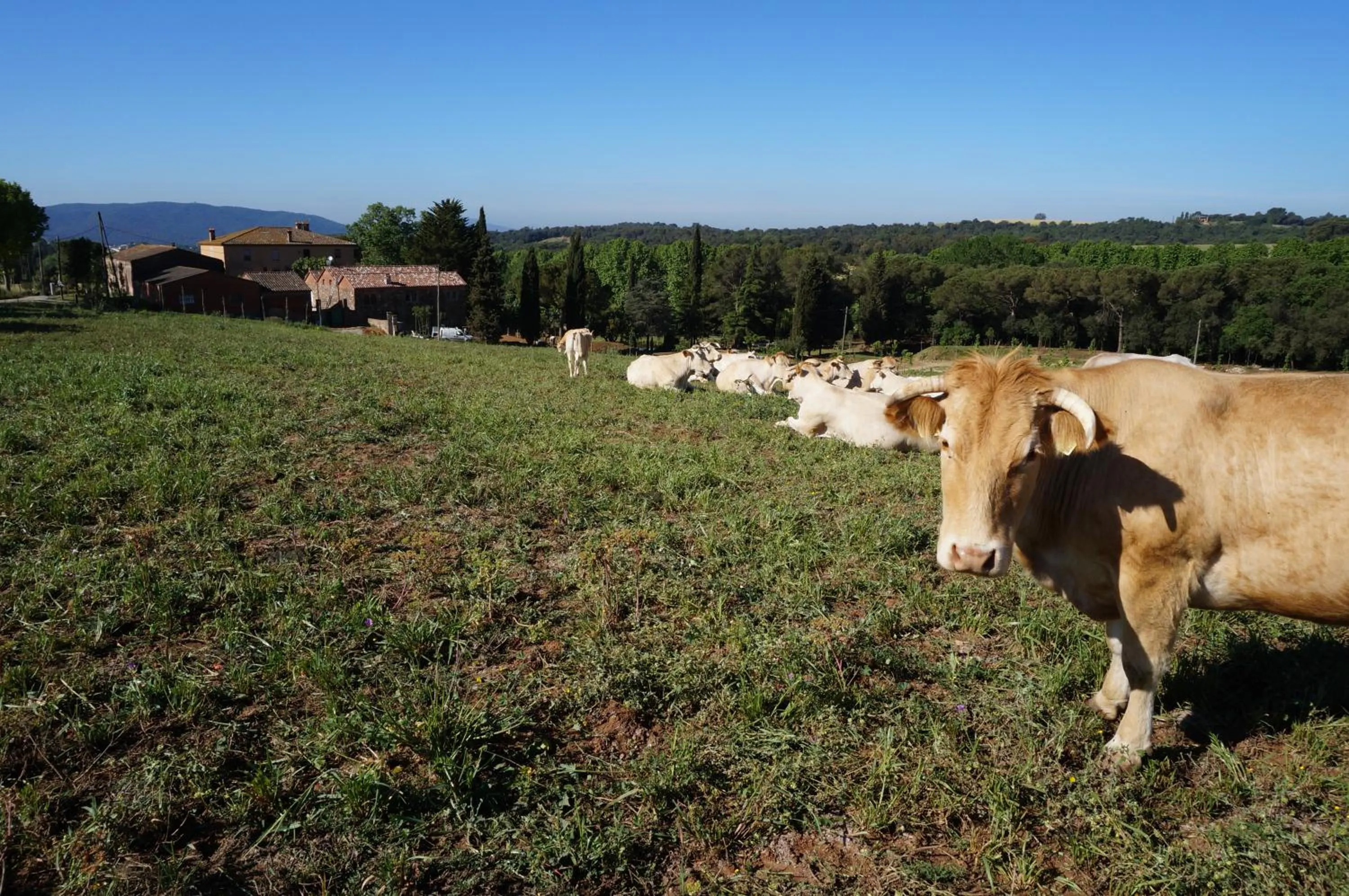 Animals in Hotel Can Ribalta