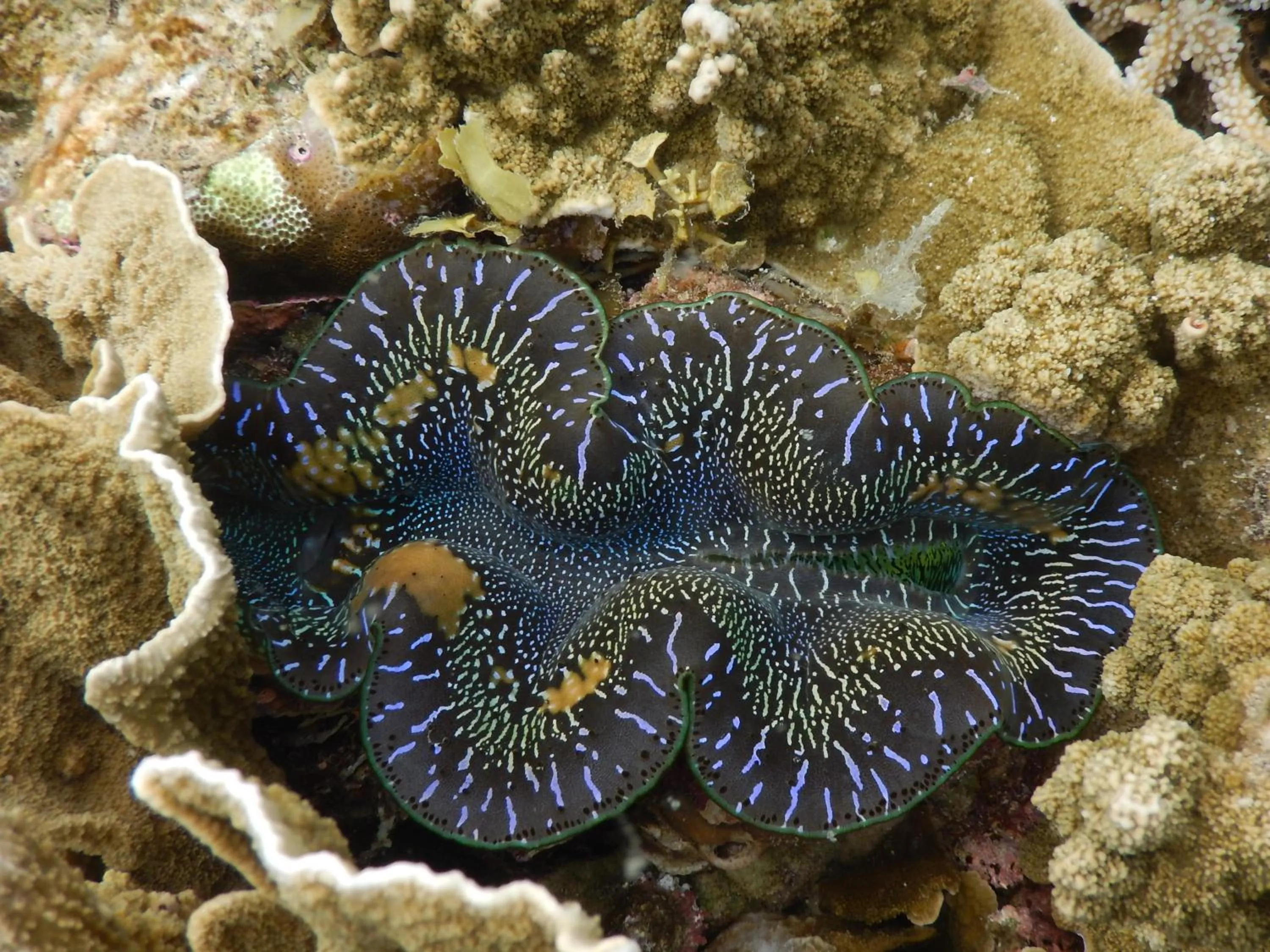 Snorkeling in NoaNoa Private Island