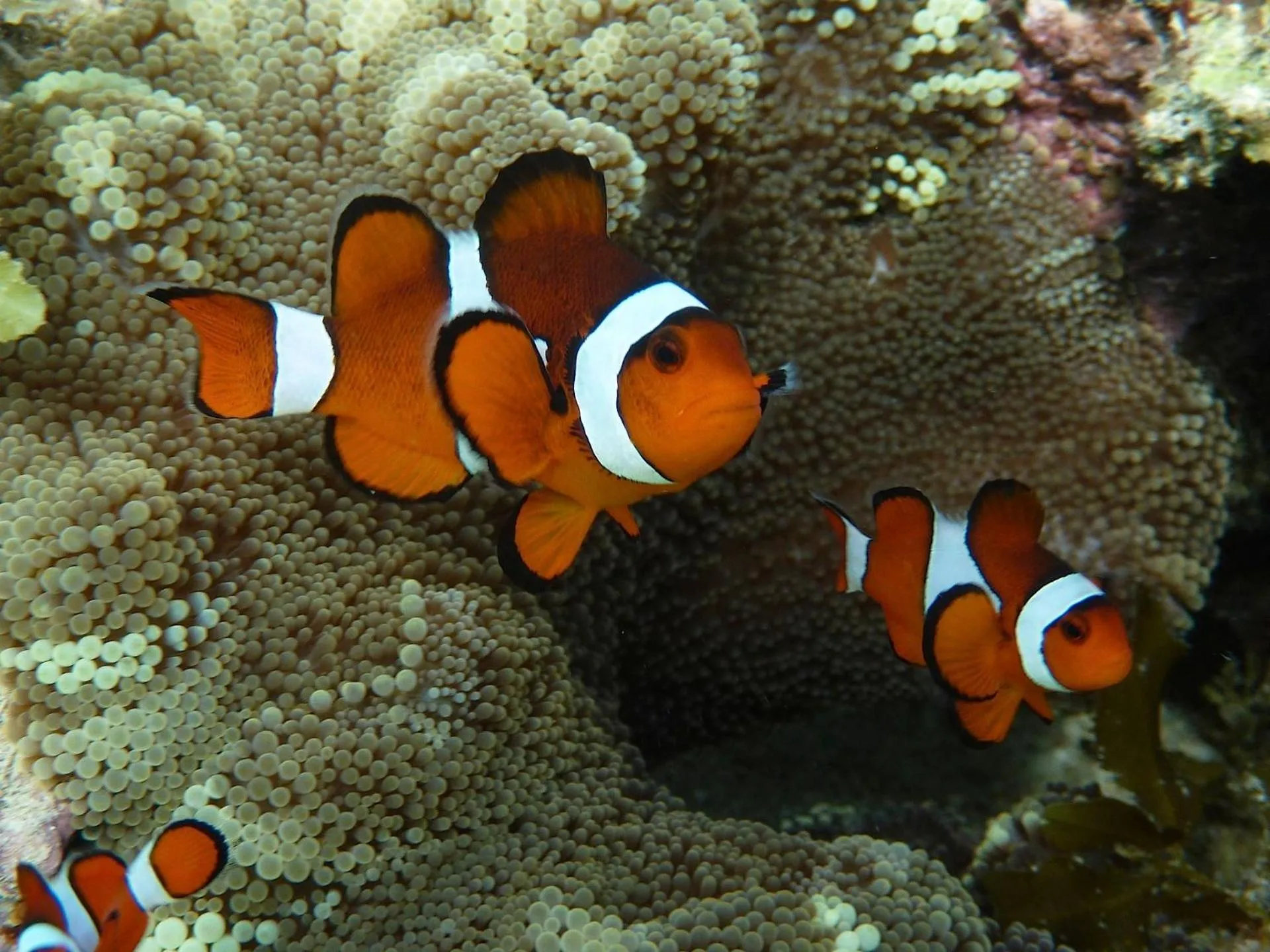 Snorkeling in NoaNoa Private Island