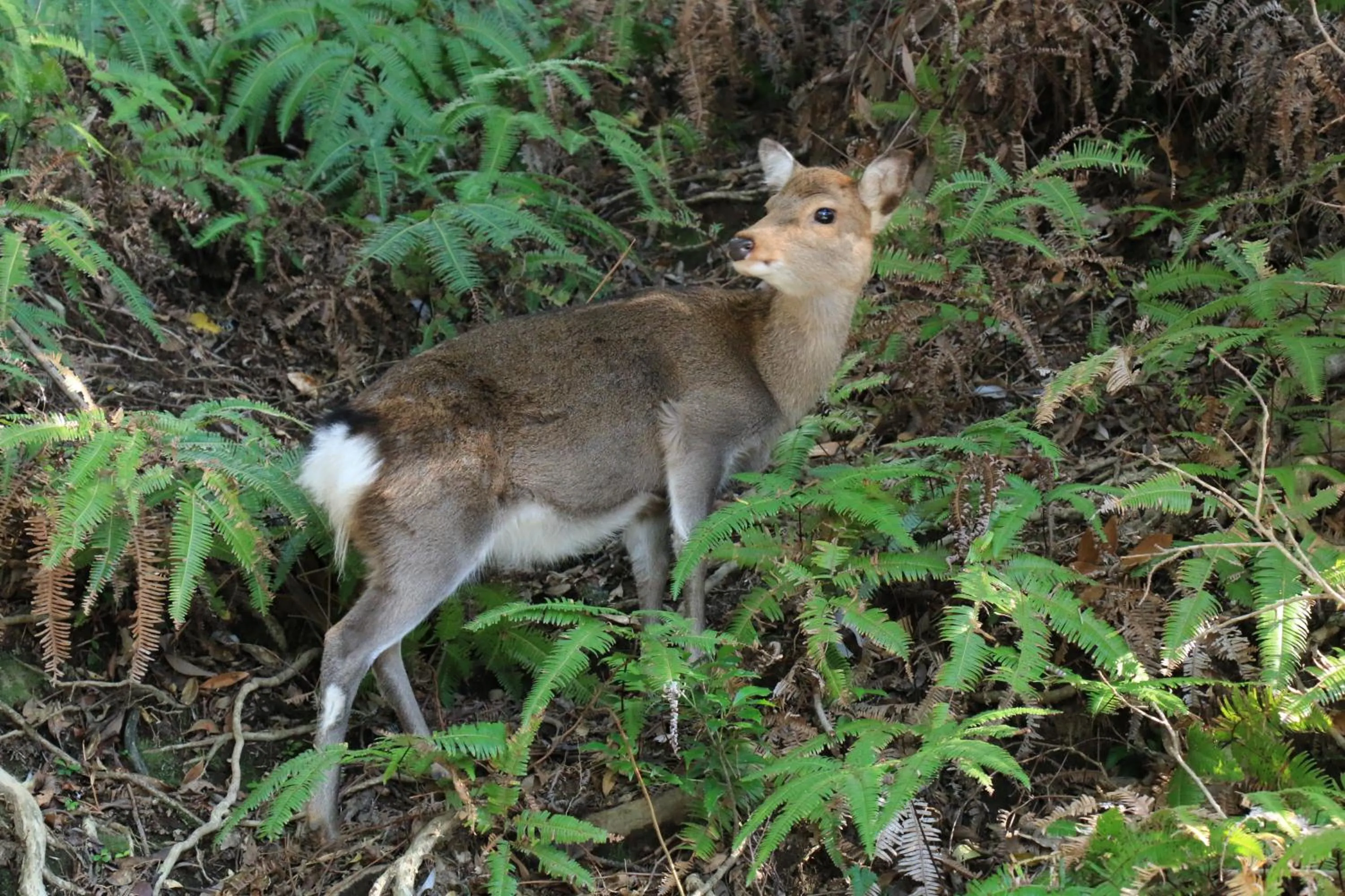 Natural landscape in Miyanouraso
