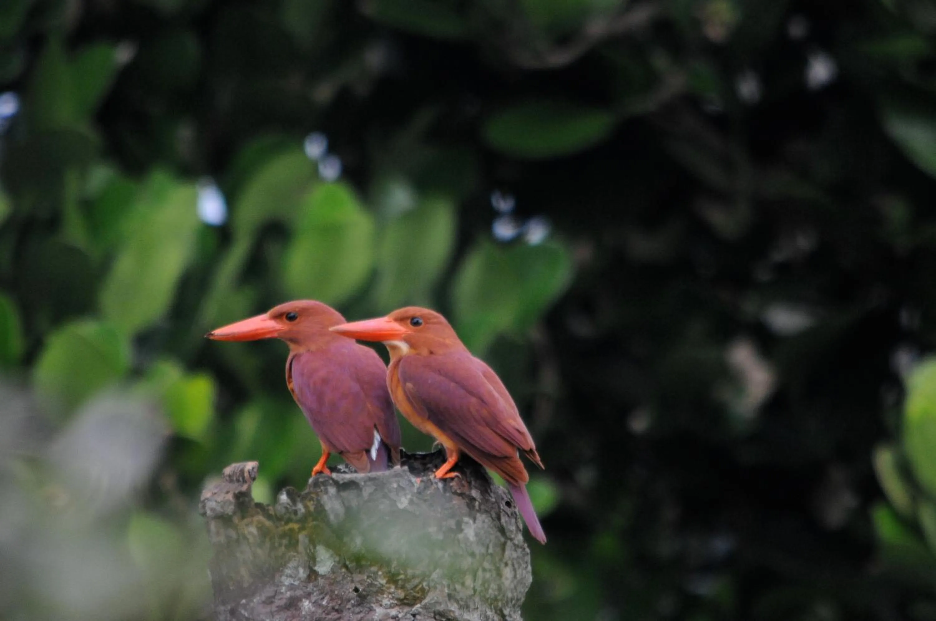 Neighbourhood in Lulaliya