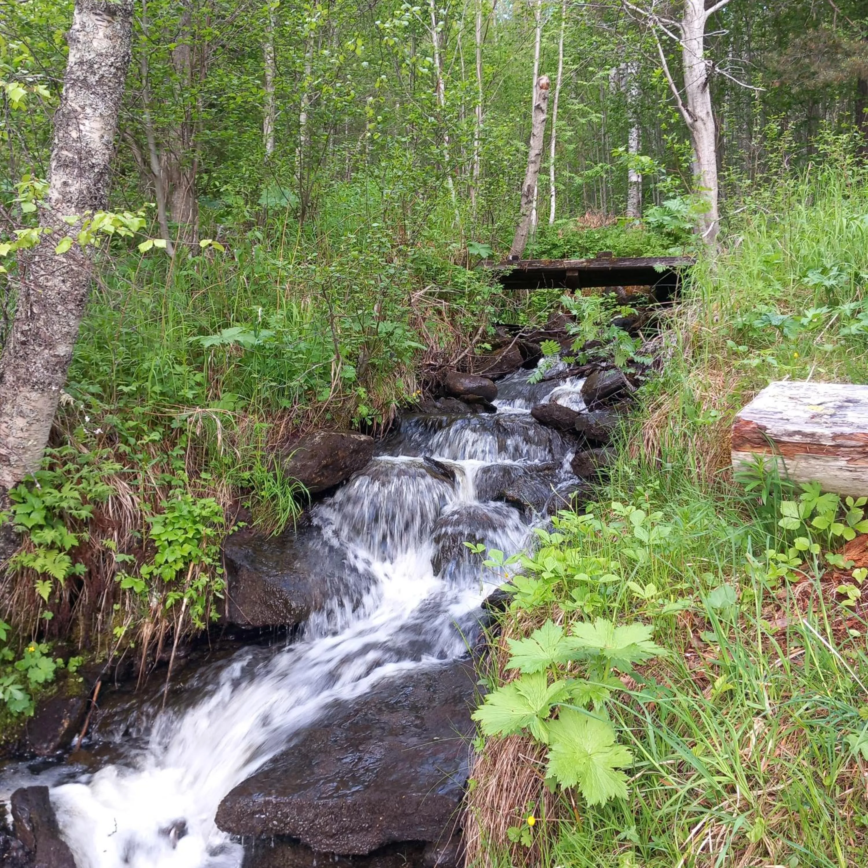 View (from property/room) in Ristafallets Camping