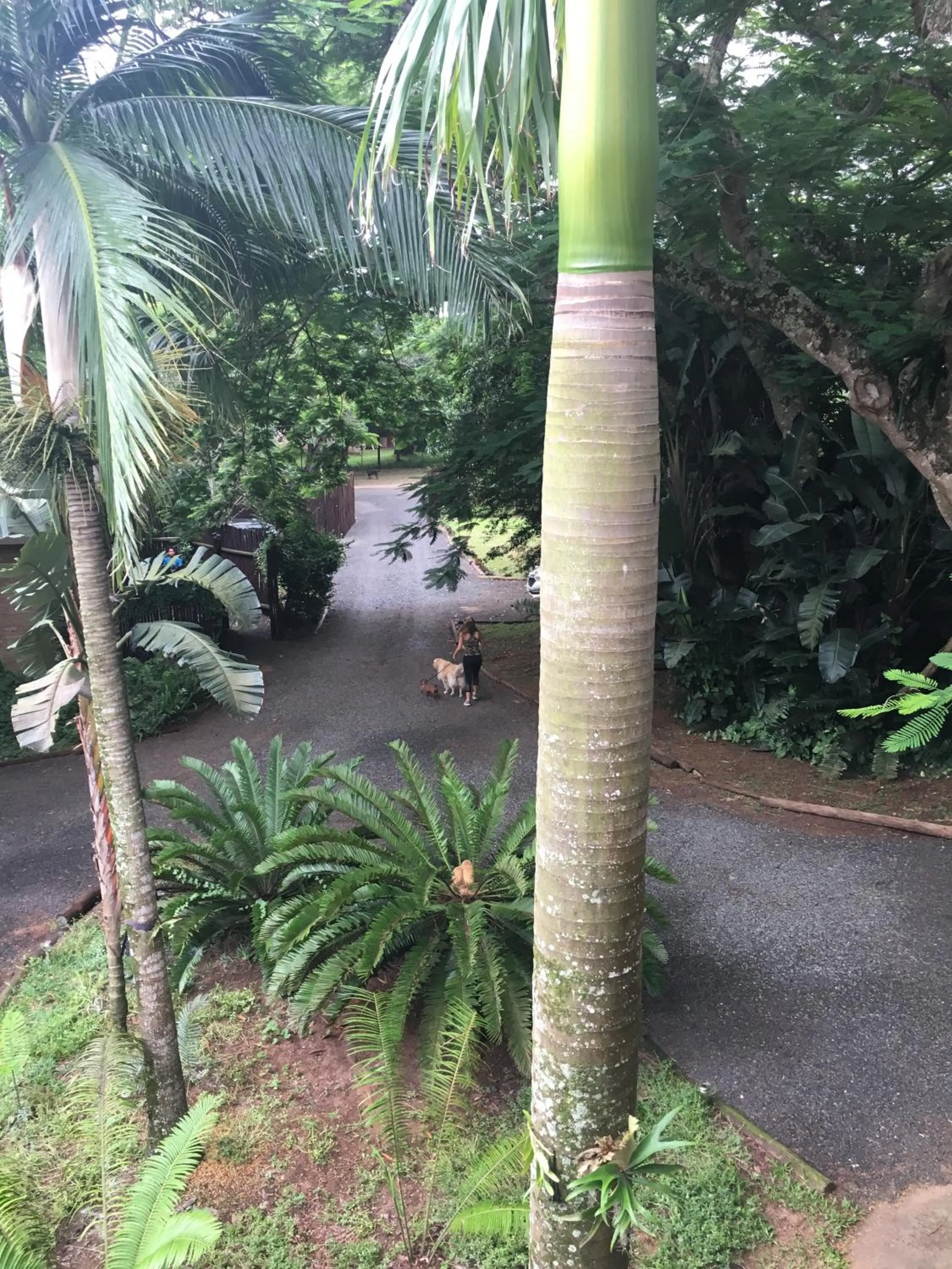 Pets in Ingwenya Lodge