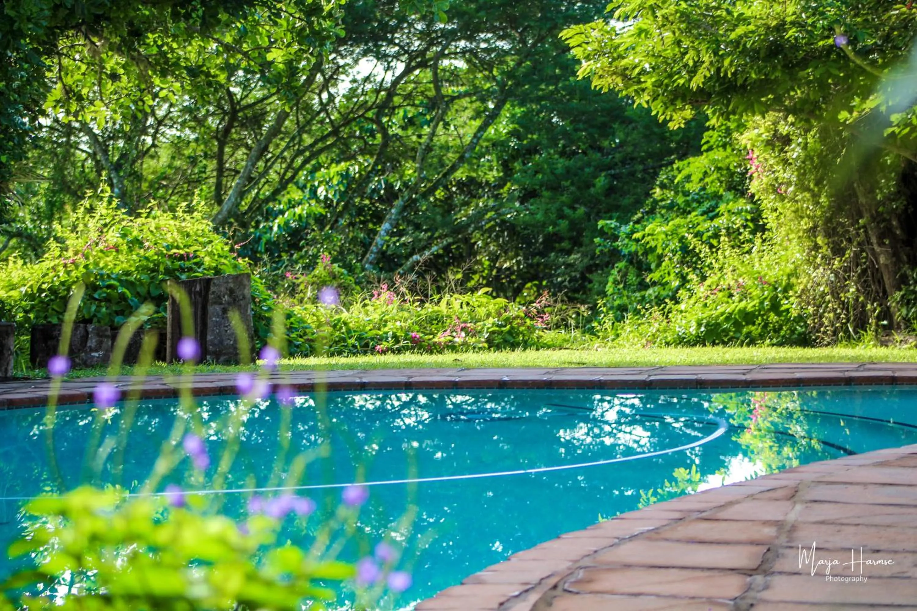 Swimming pool in Ingwenya Lodge