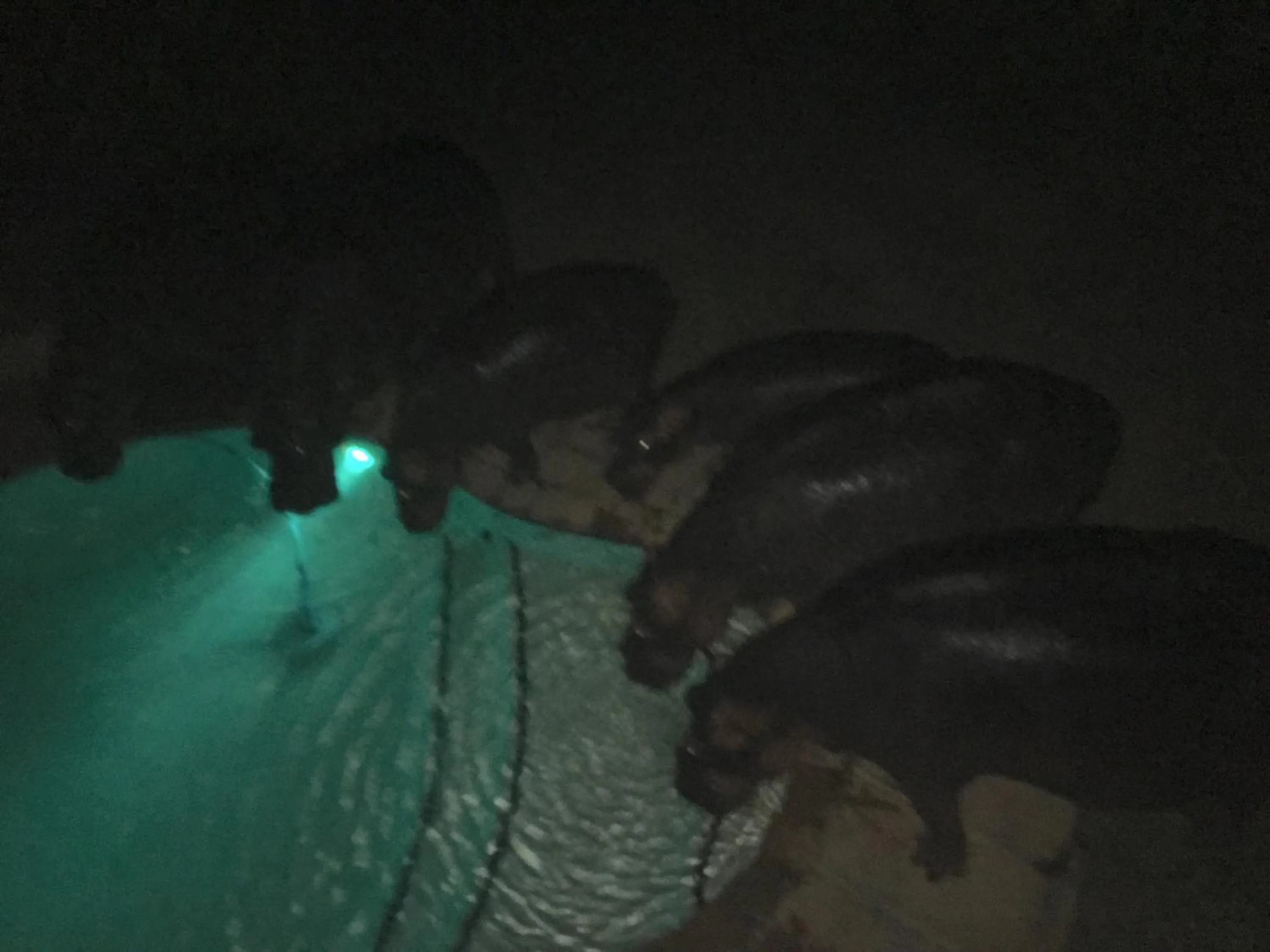 Pool view in Ingwenya Lodge