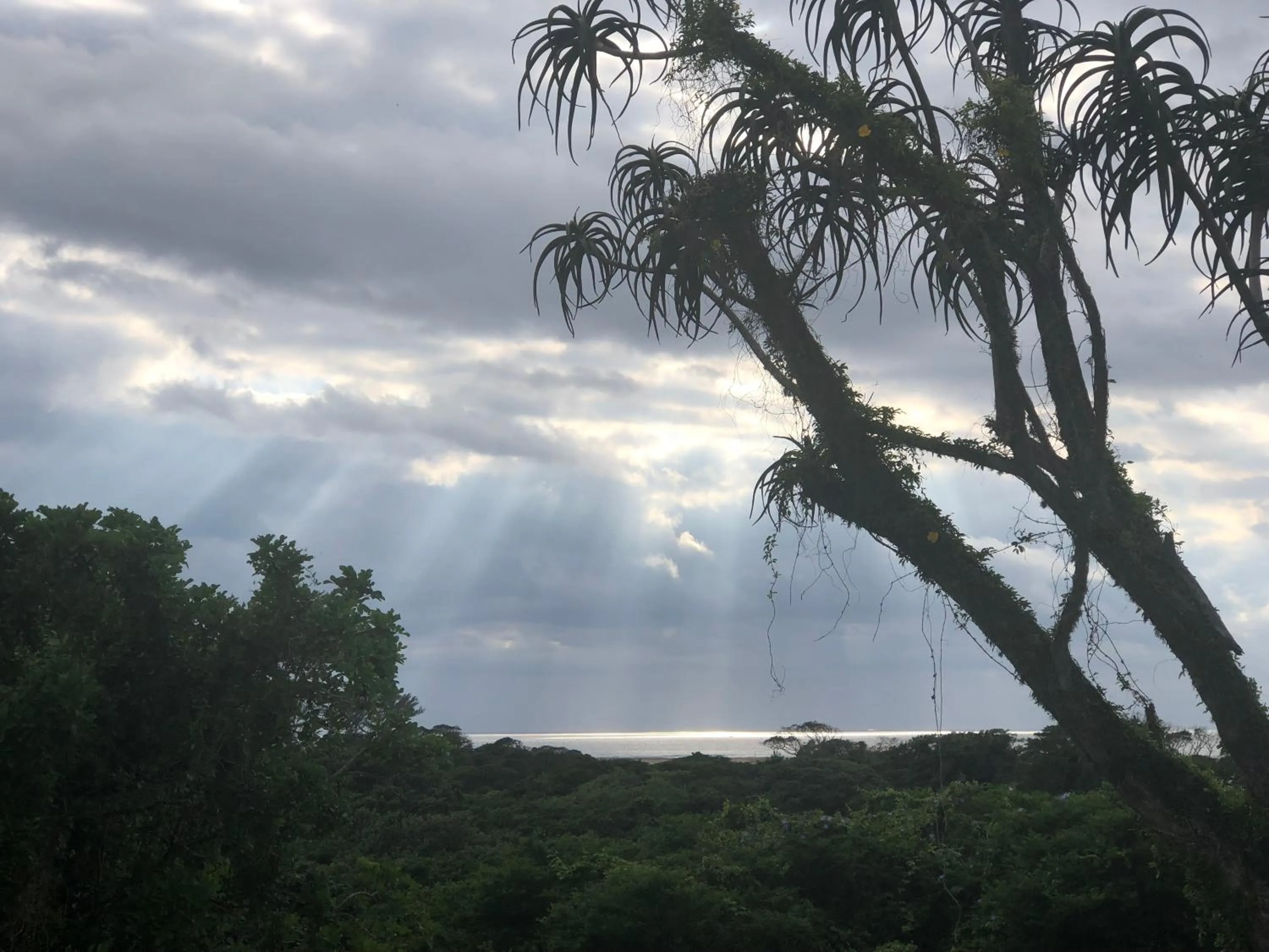 Garden view in Ingwenya Lodge