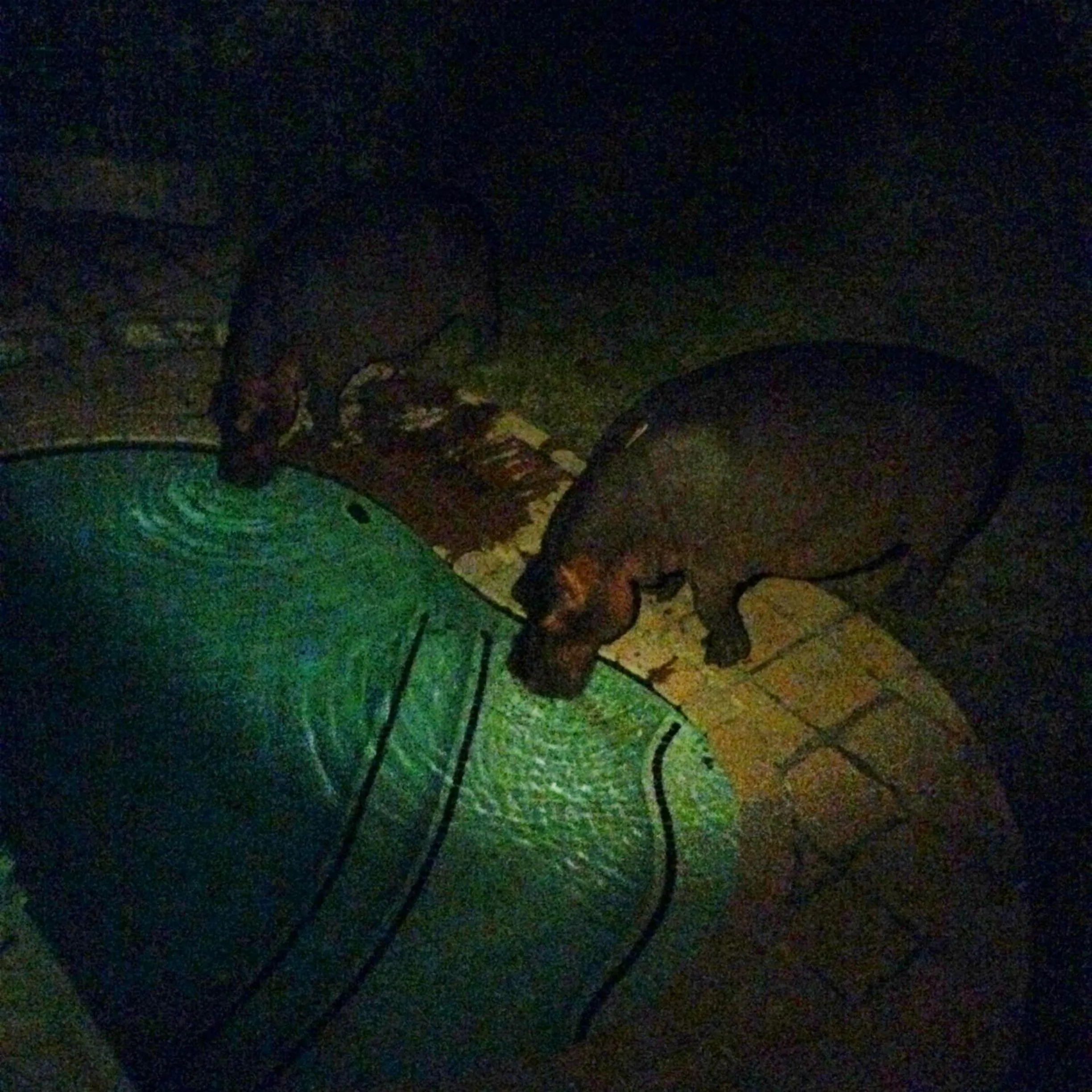 Animals in Ingwenya Lodge