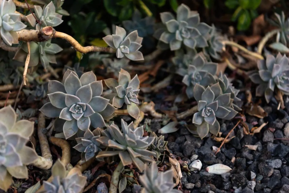 Casa emblemática Buenavista del Norte