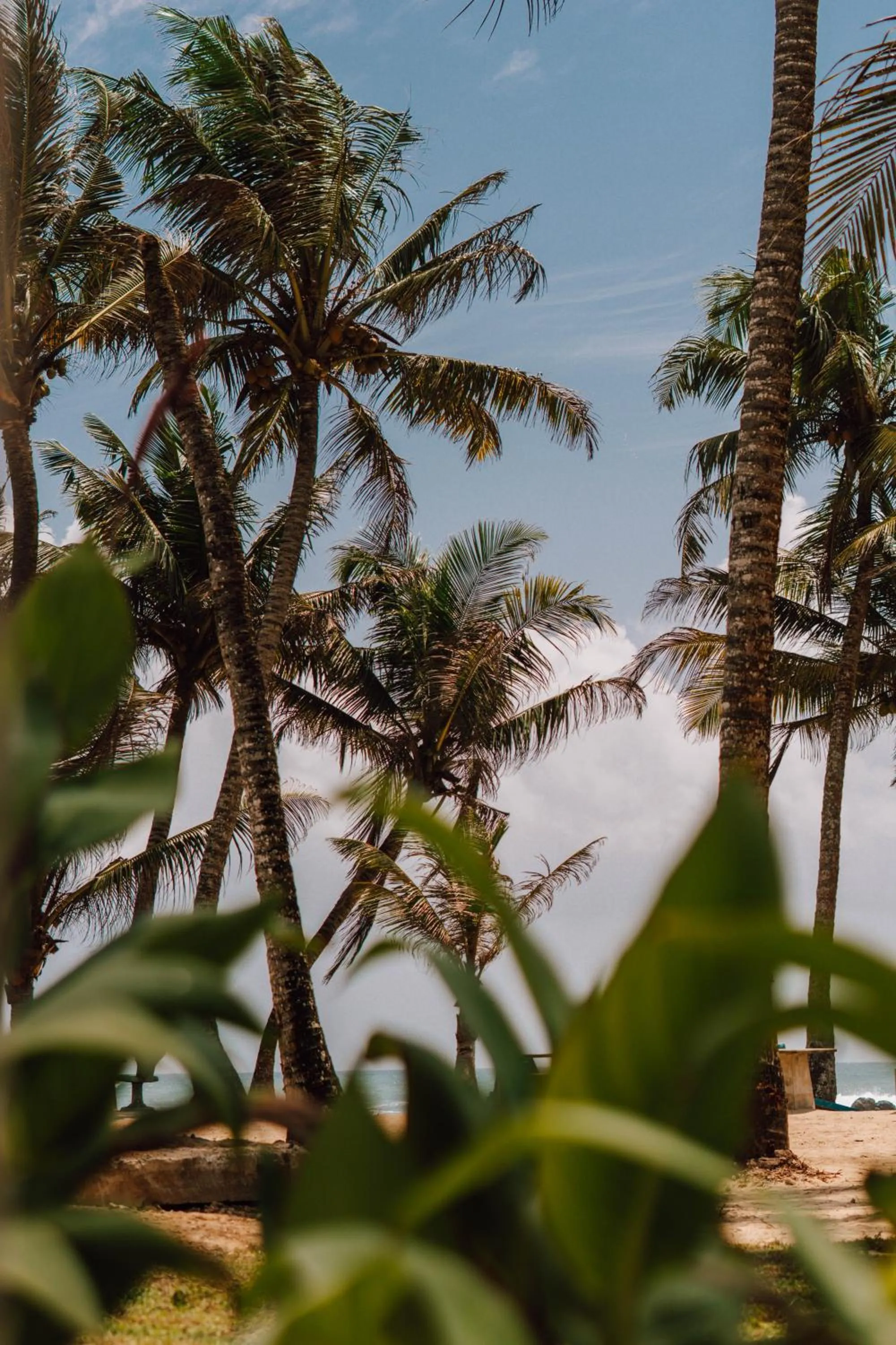 Natural landscape in Surfescape Sri Lanka