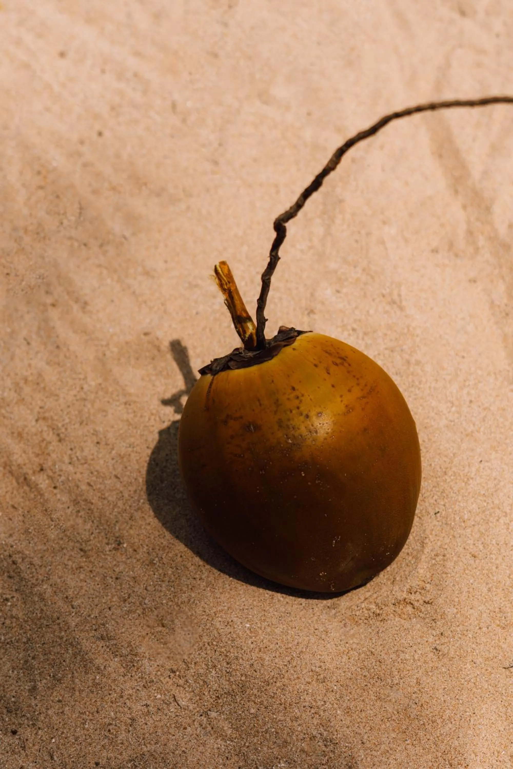 Beach in Surfescape Sri Lanka