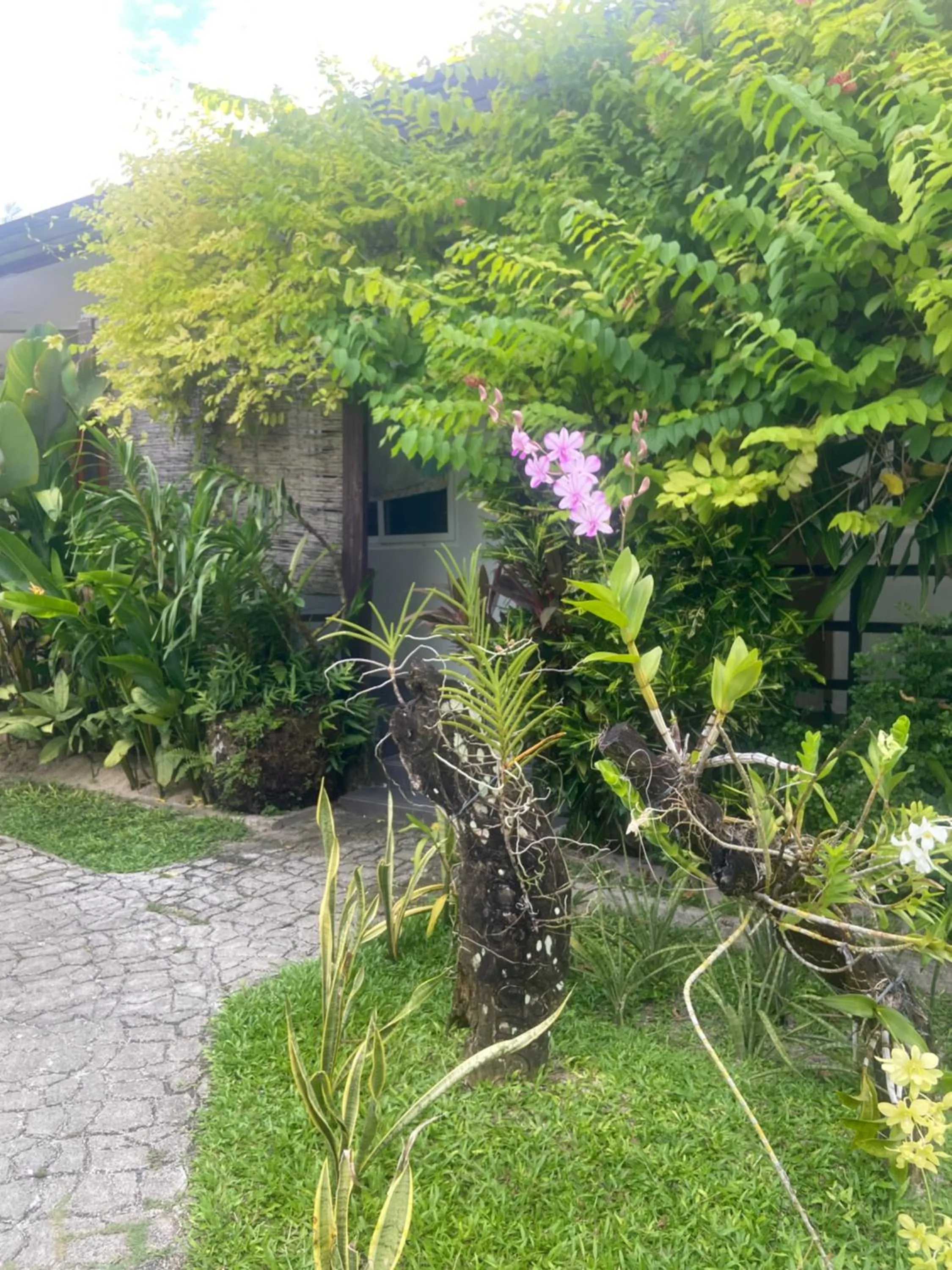 Garden in Vivo Siargao