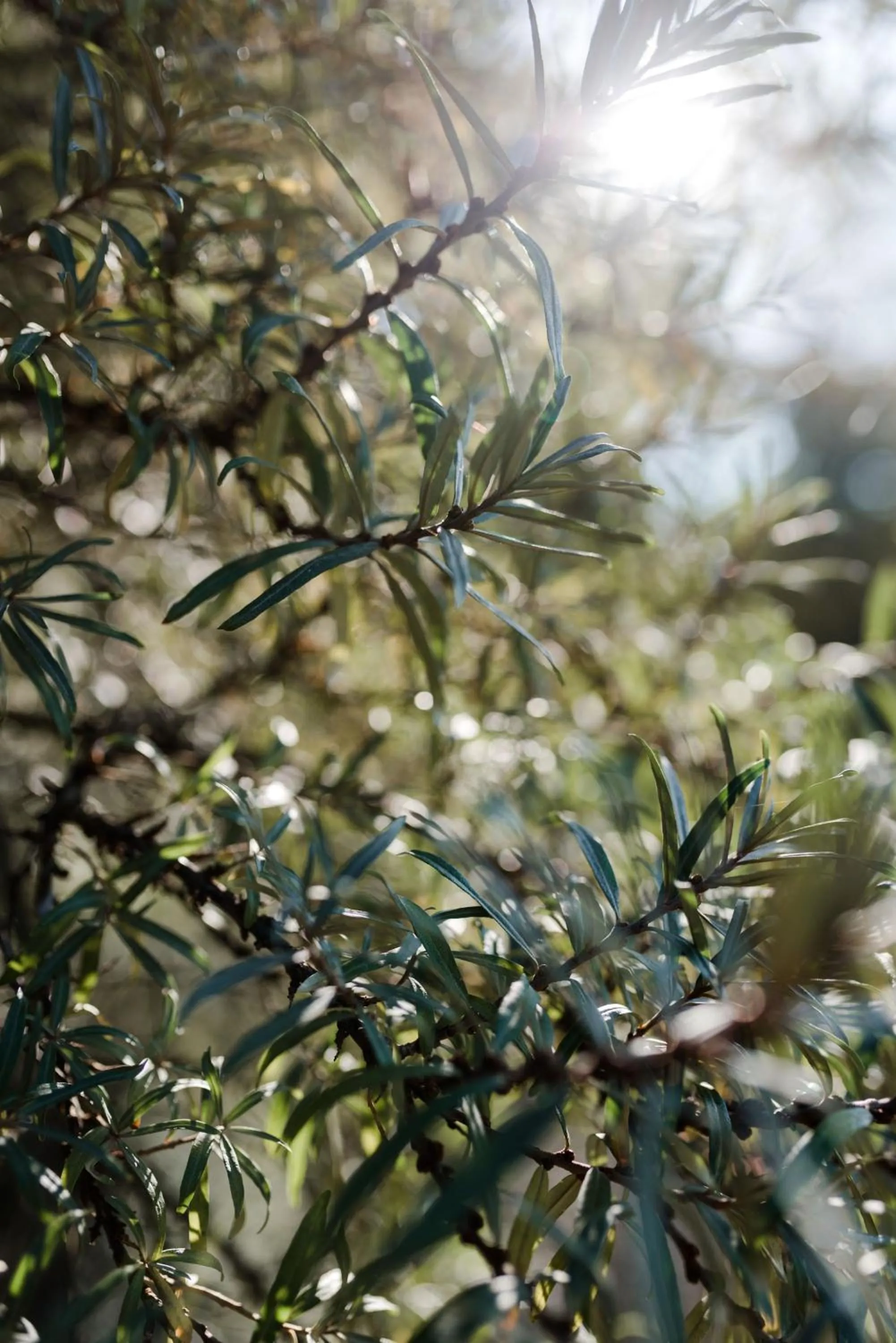 Garden in Sommers "Schöne Aussicht", Adults only