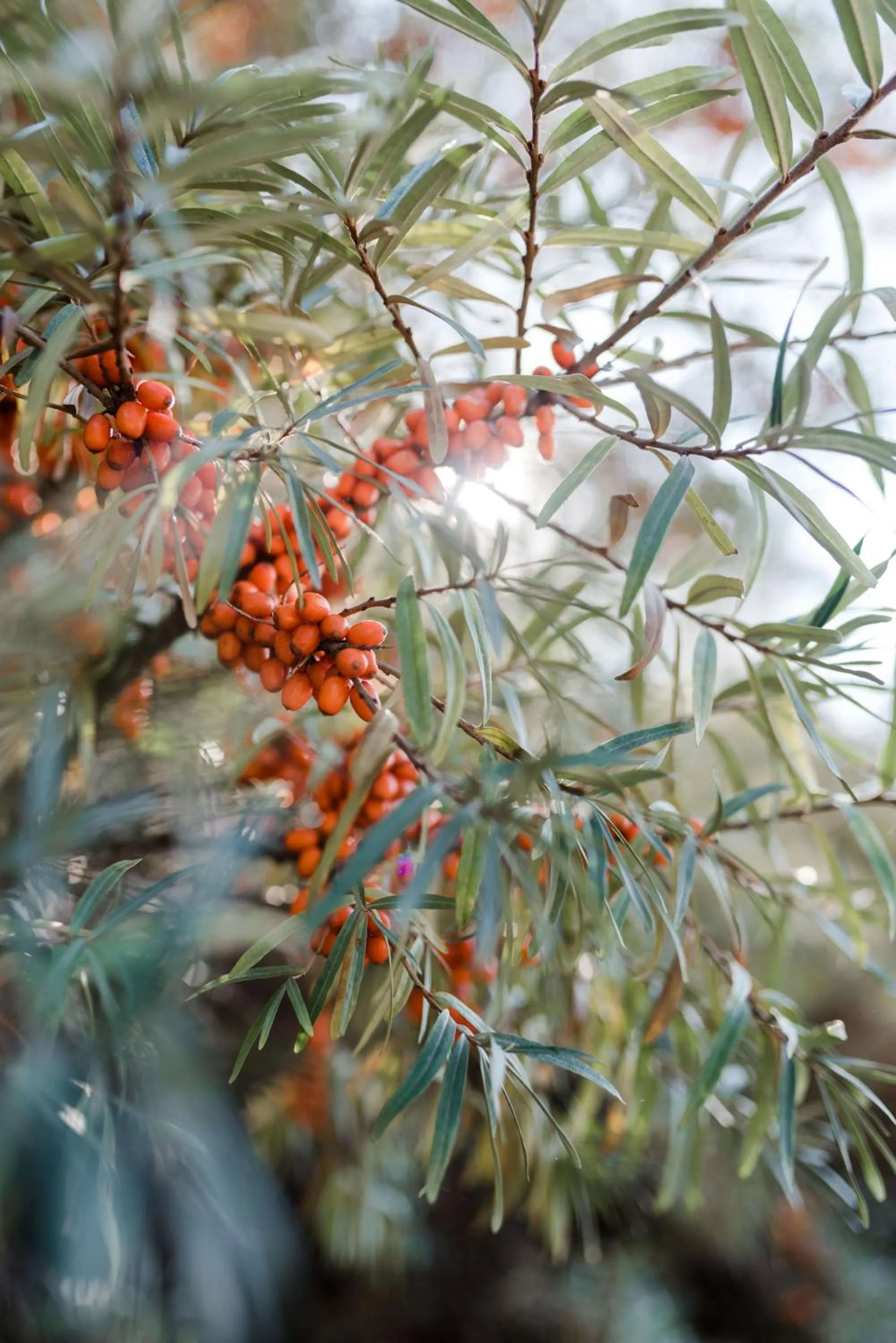 Garden in Sommers "Schöne Aussicht", Adults only