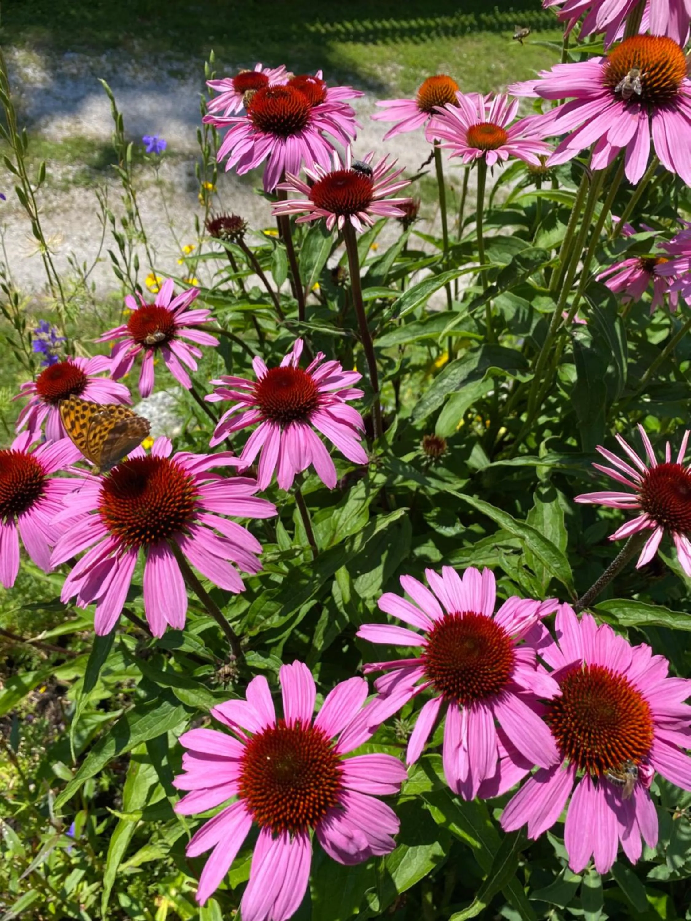 Garden in Hotel Friedemann