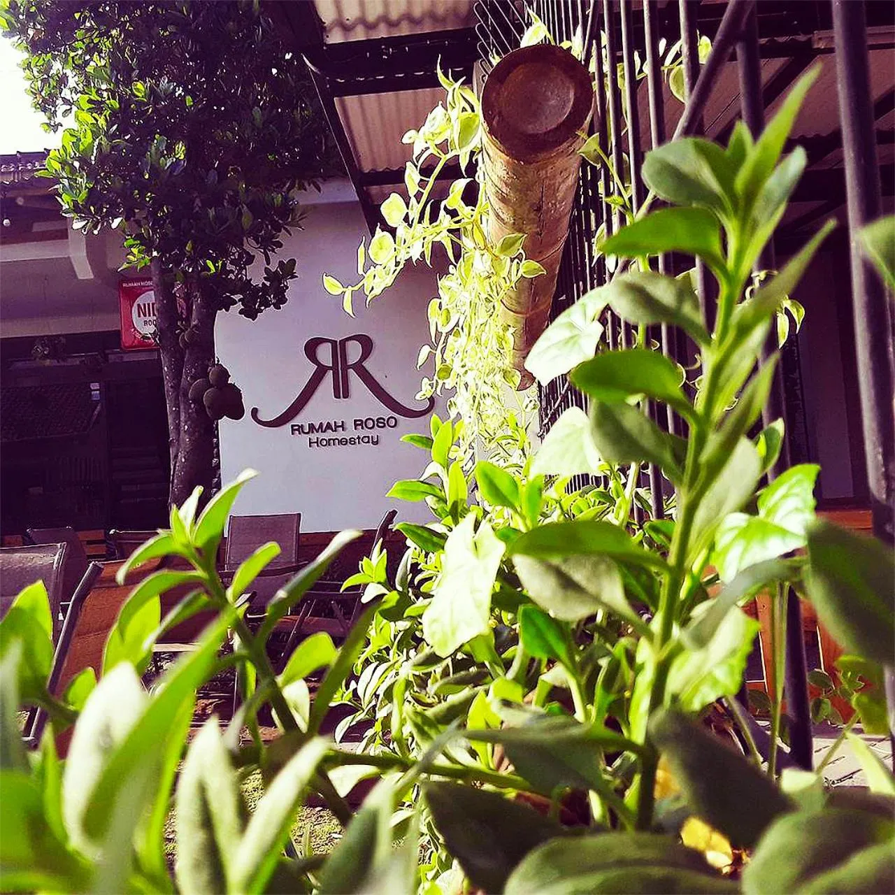 Garden in Rumah Roso Homestay