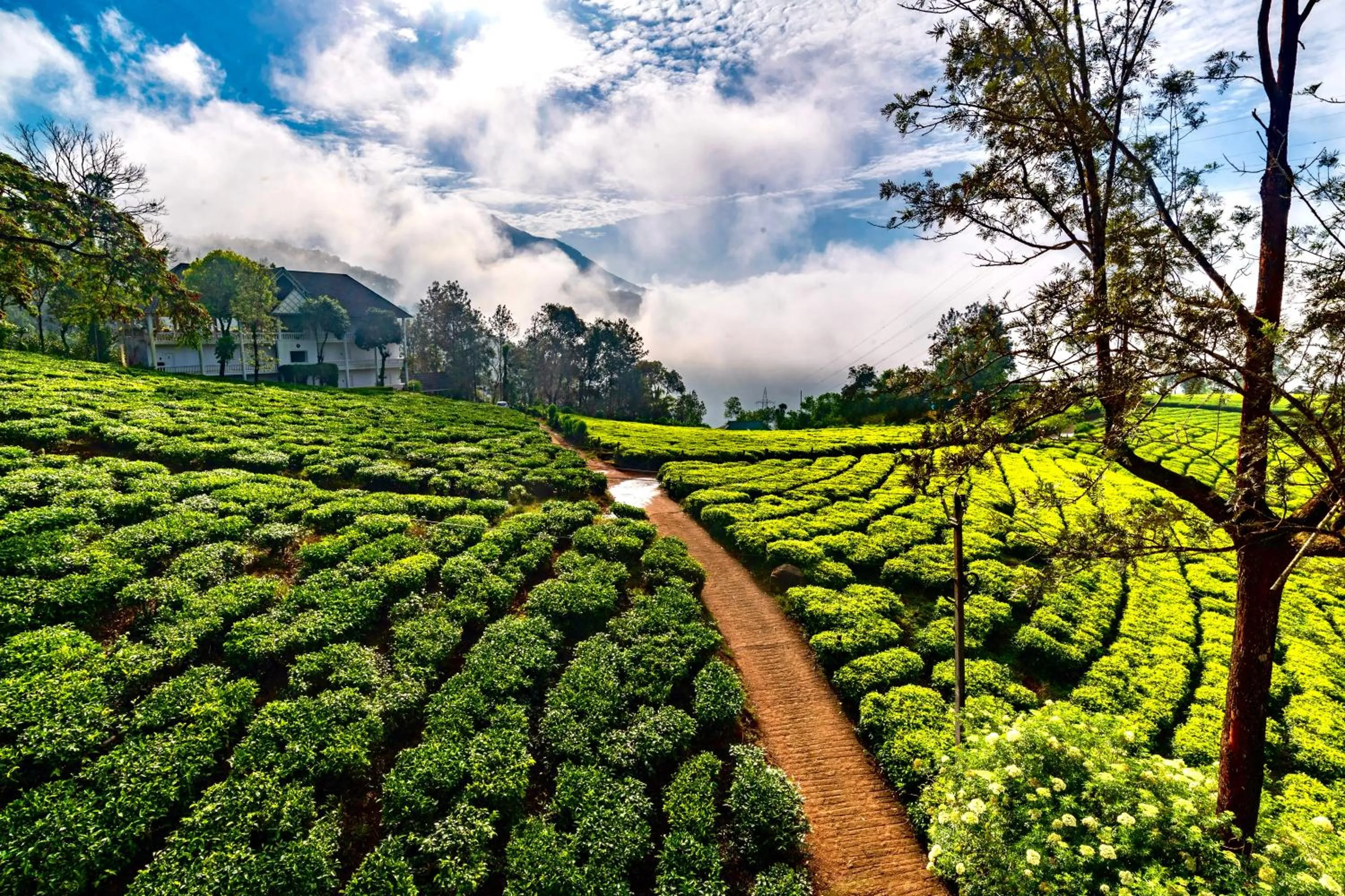 Property building in Tea Harvester