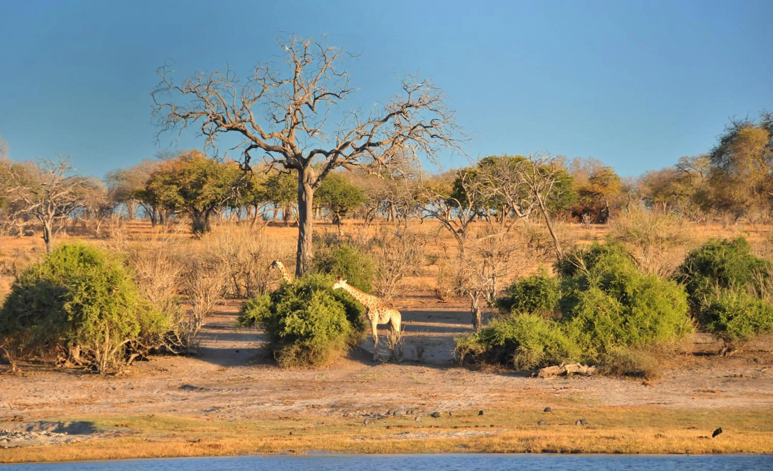 Natural landscape in Cresta Mowana Safari Resort & Spa