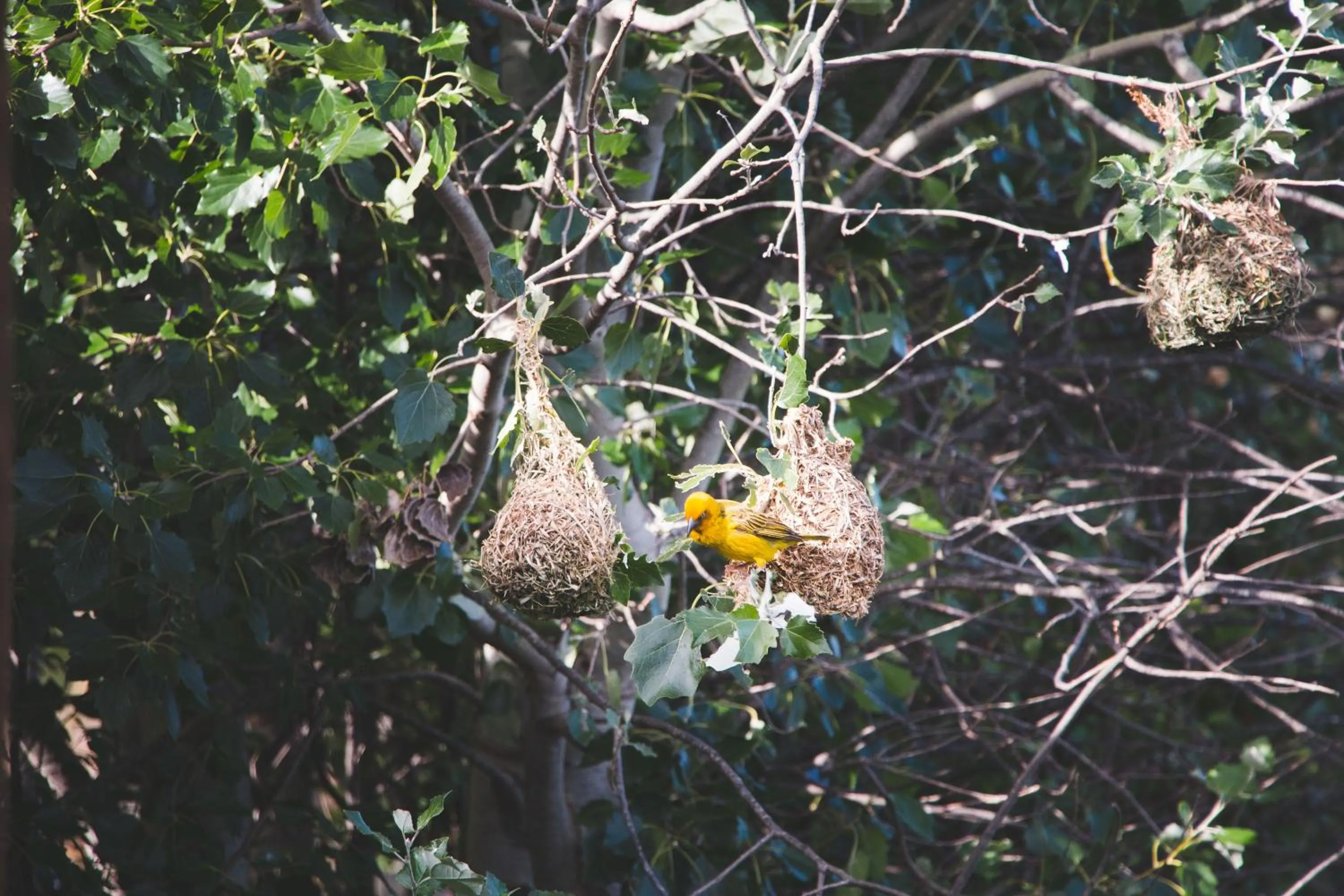 Animals in Blue Cow Barn - Boutique Farm