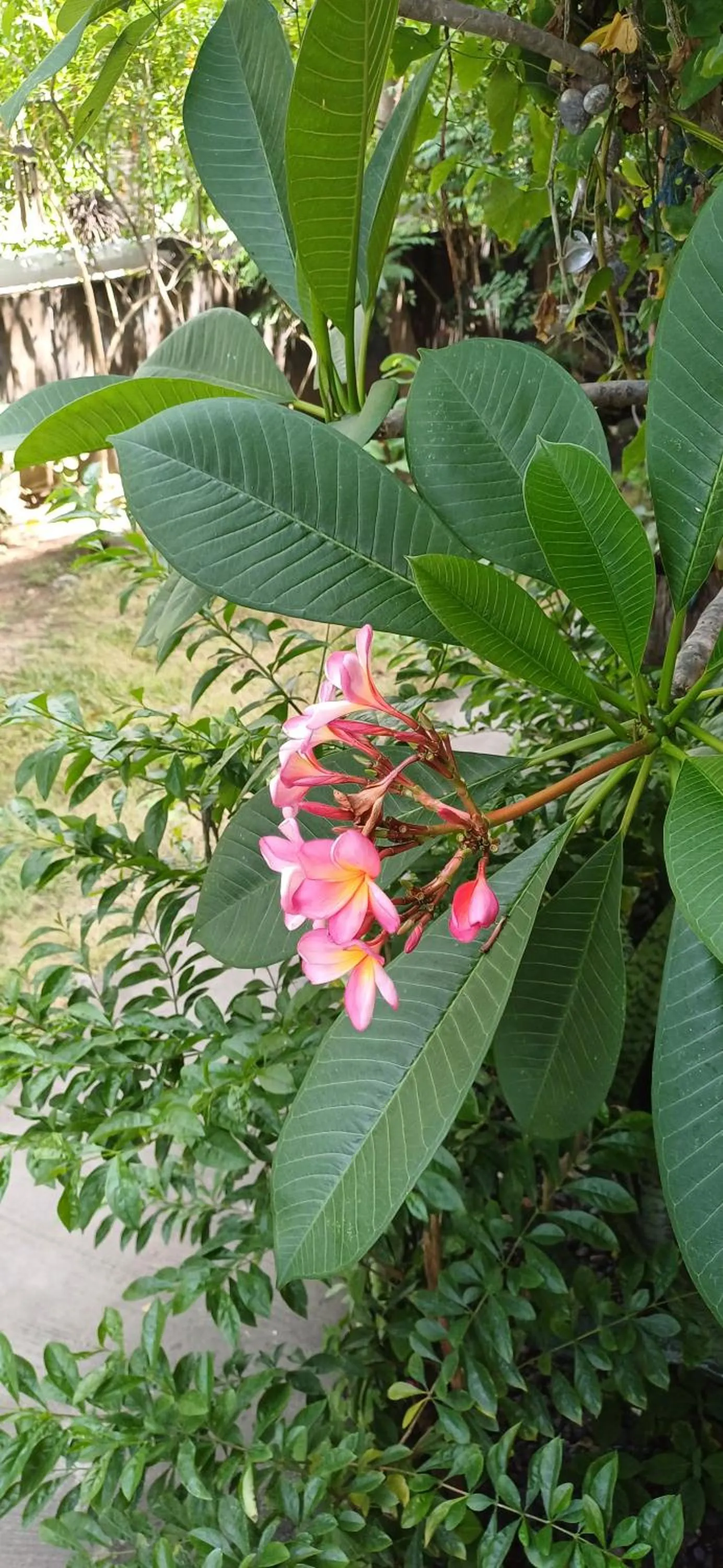 Amed Sari Beach Guesthouse