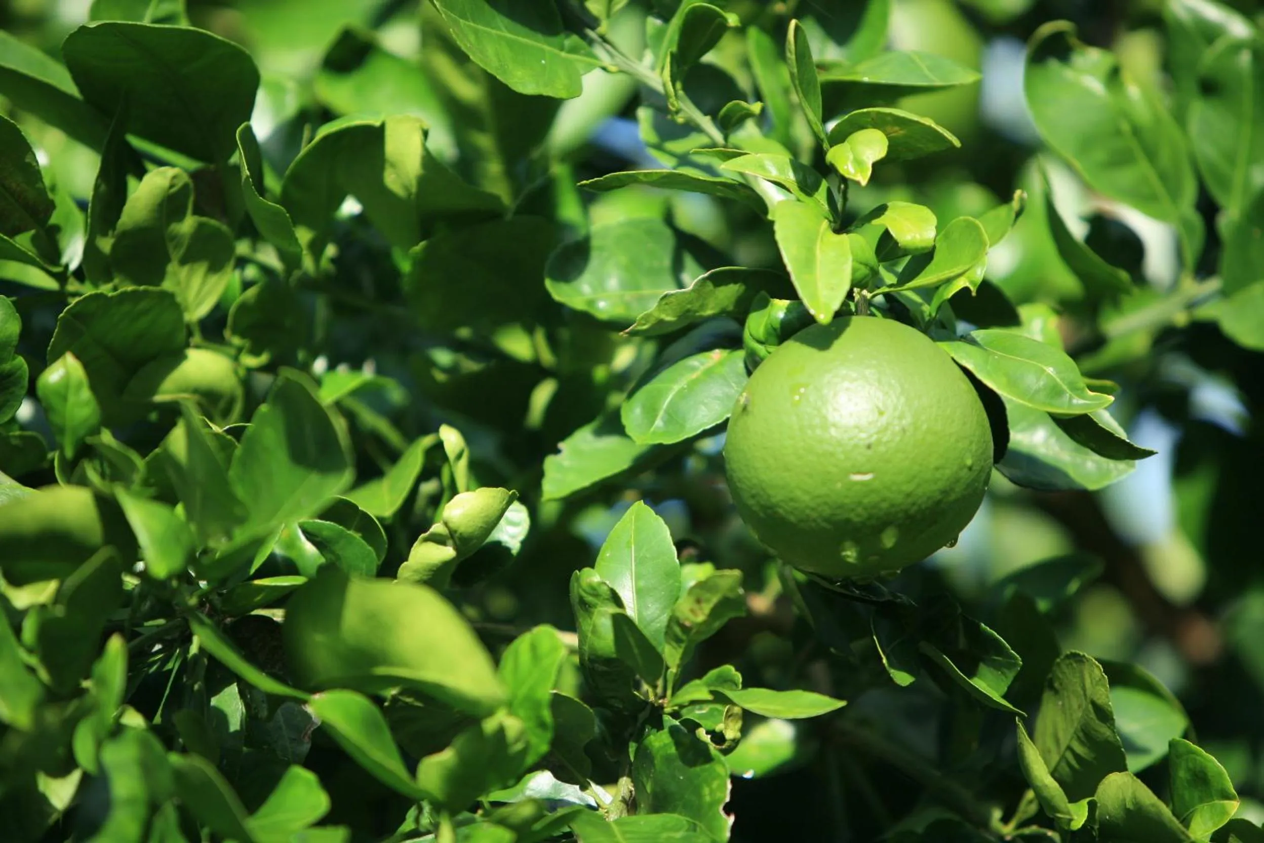 Kirpal Meditation and Ecological Center