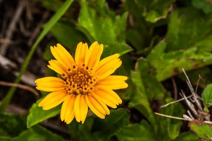 Kirpal Meditation and Ecological Center